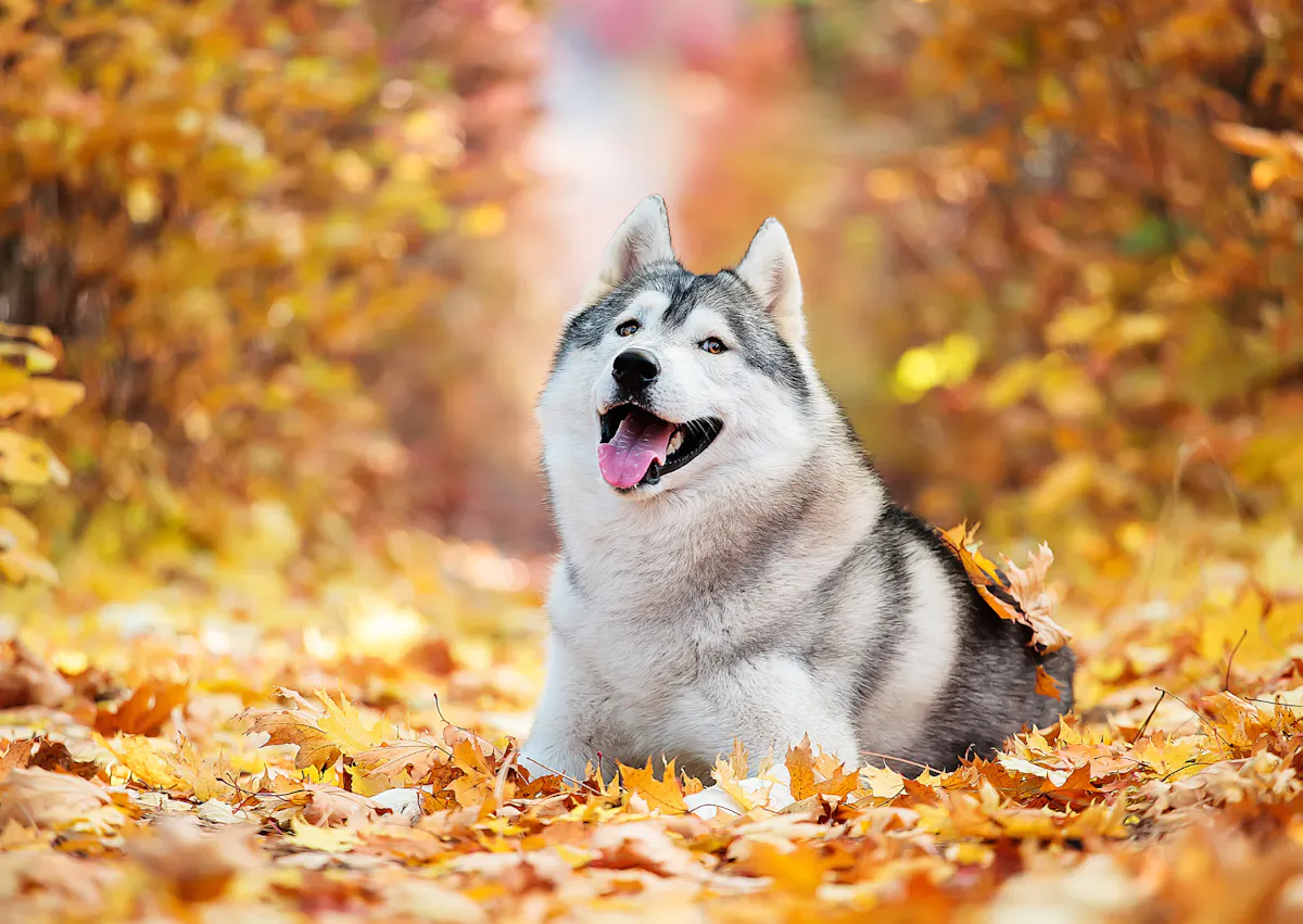 husky en automne avec pleins de feuille autours de lui