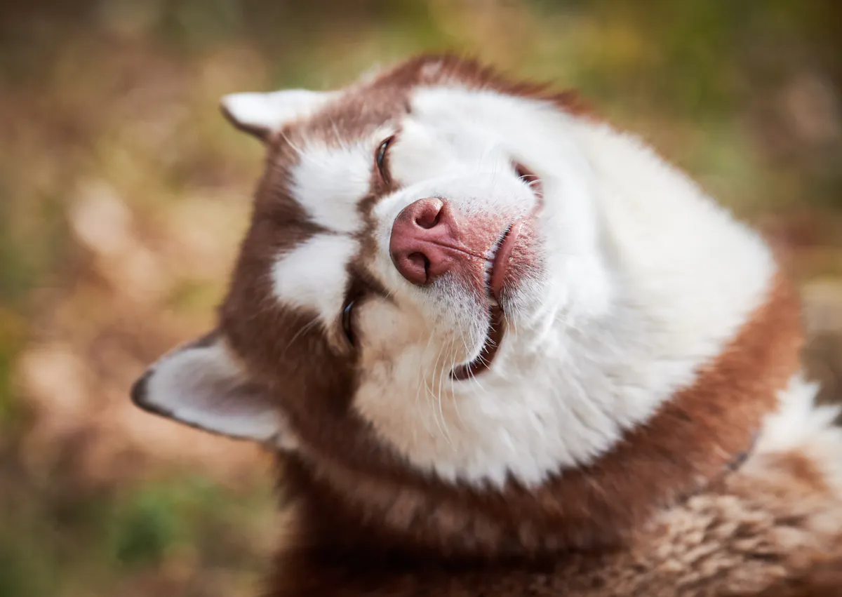 husky qui tourne la tête et sourit