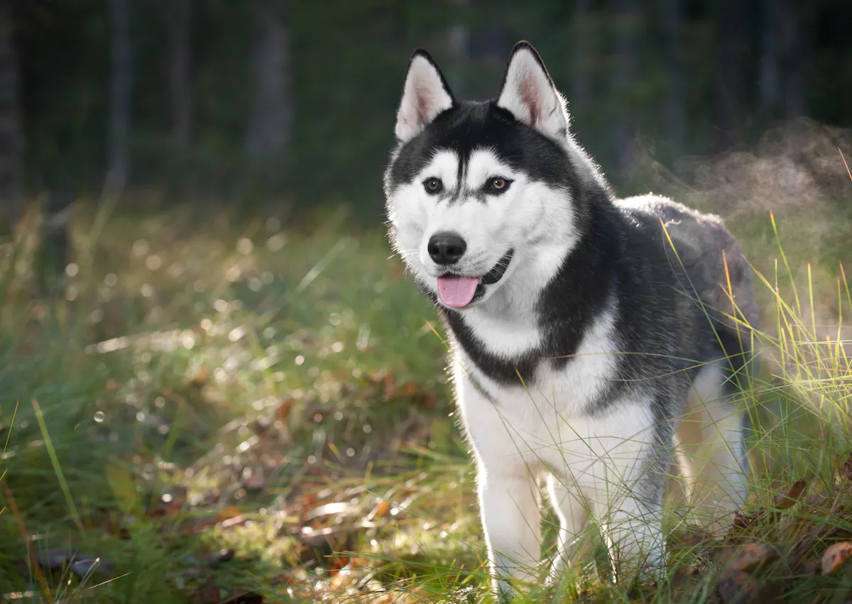chien husky qui tire la langue dans la nature