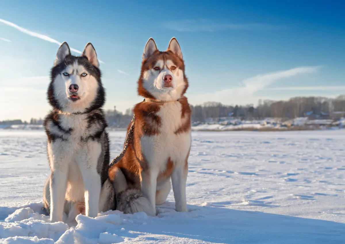 deux chiens husky dans la neige