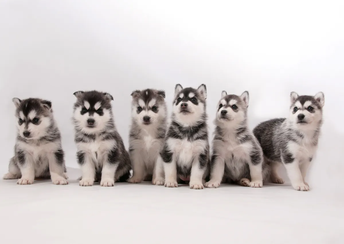 6 chiot husky à côté