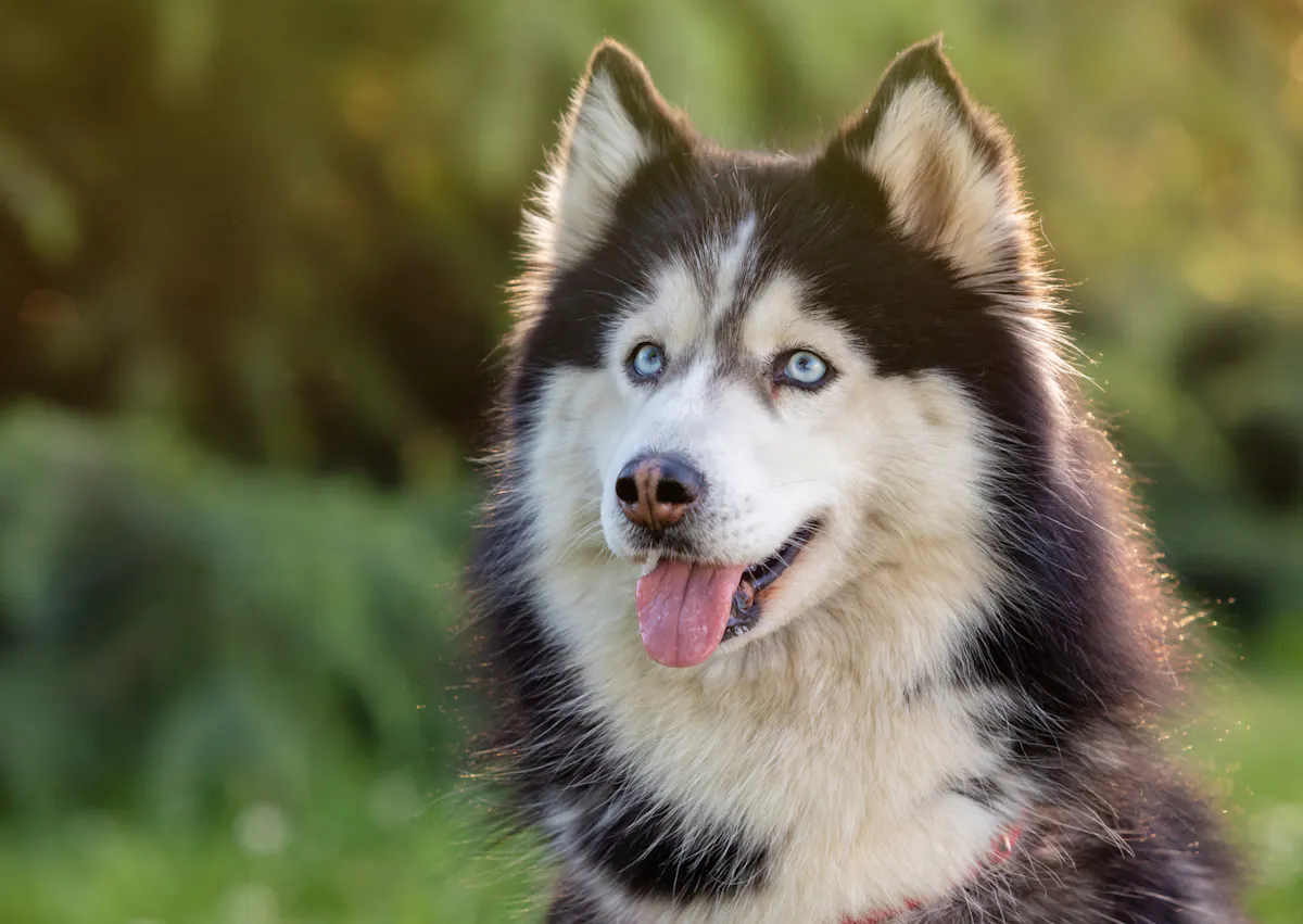 husky alerte qui tire la langue