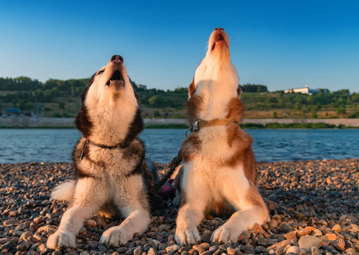 deux husky qui lève la tête