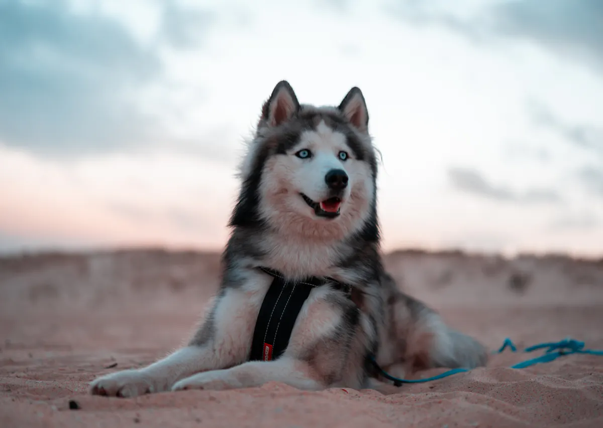 husky avec son harnais