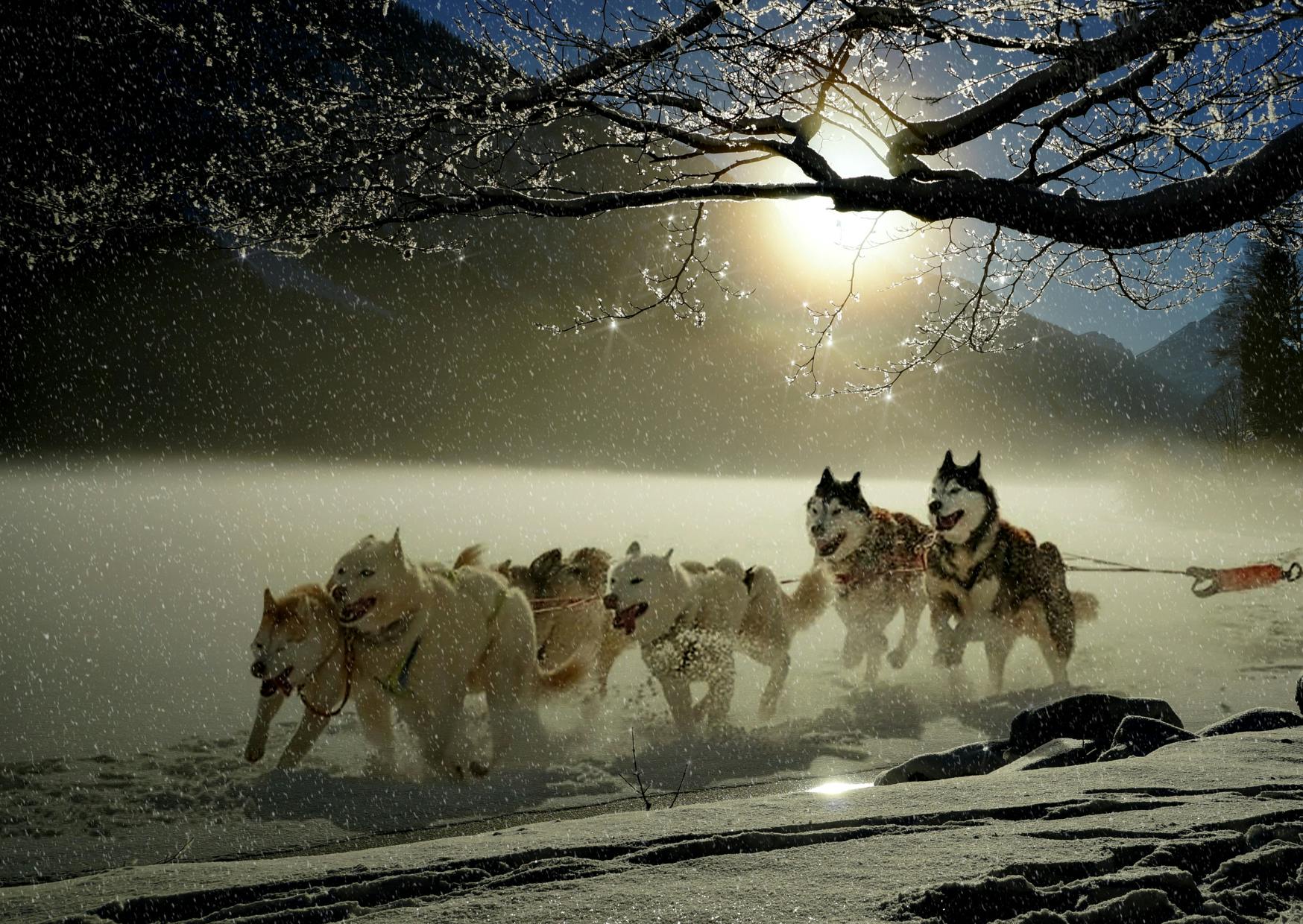 meute de husky qui courent