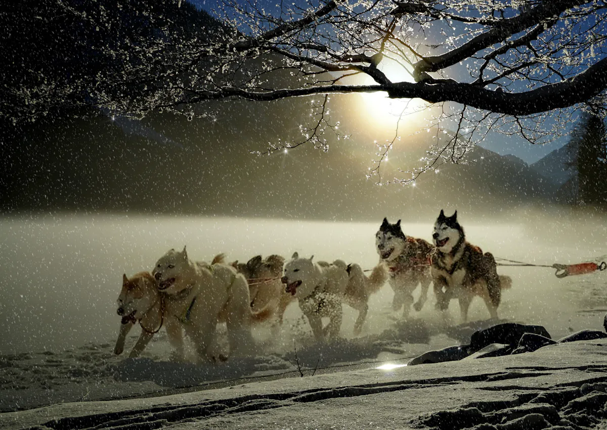 meute de husky qui courent