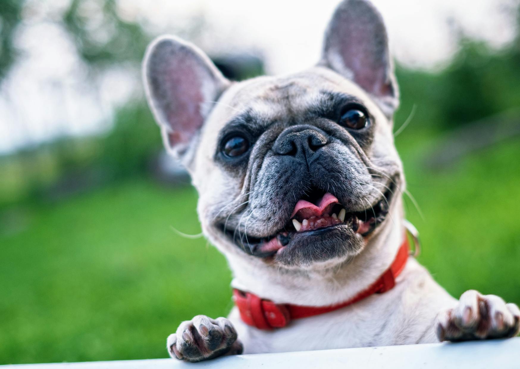 chien bulldog français heureux