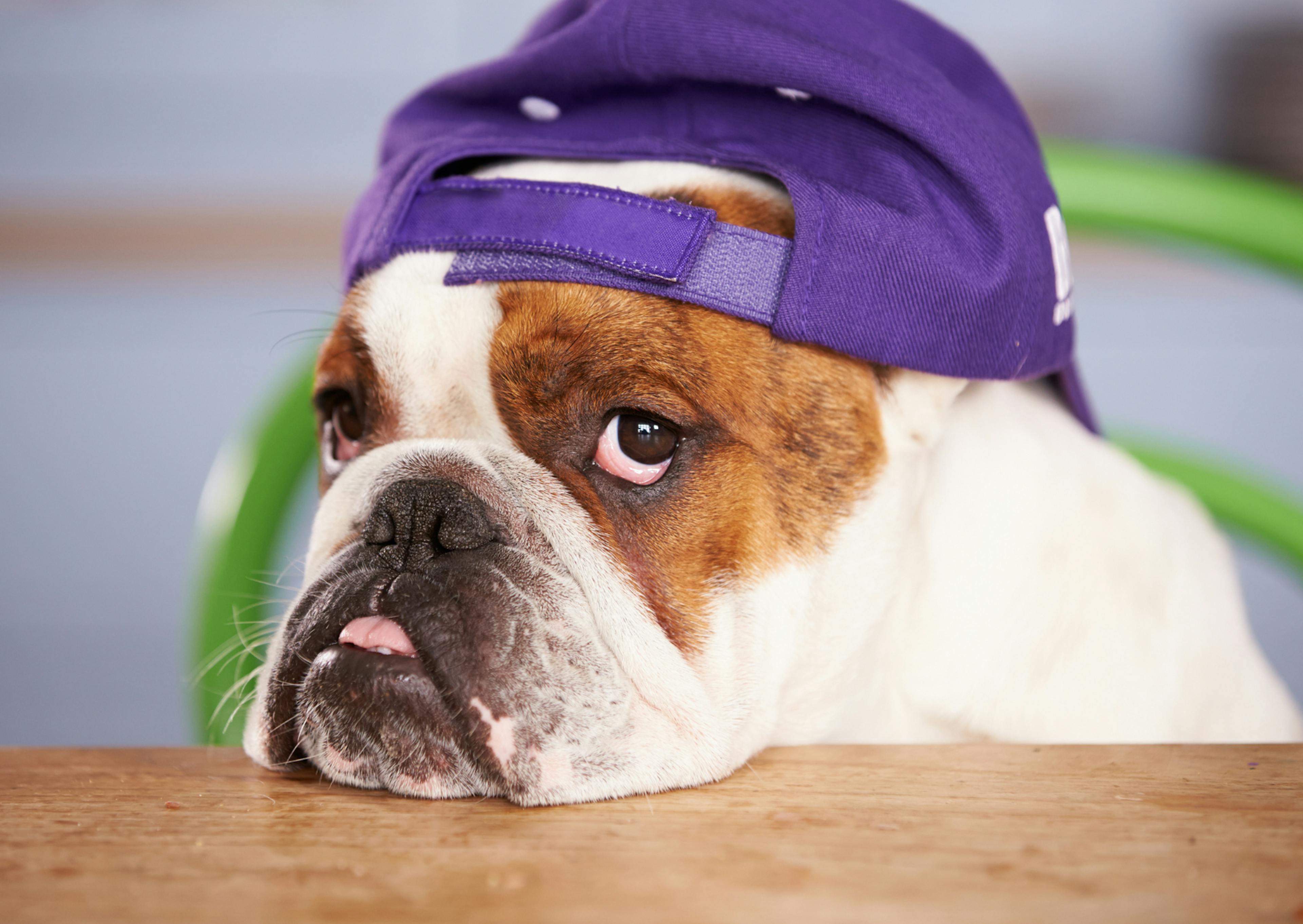 chien bulldog anglais avec la tête sur une table qui porte une casquette