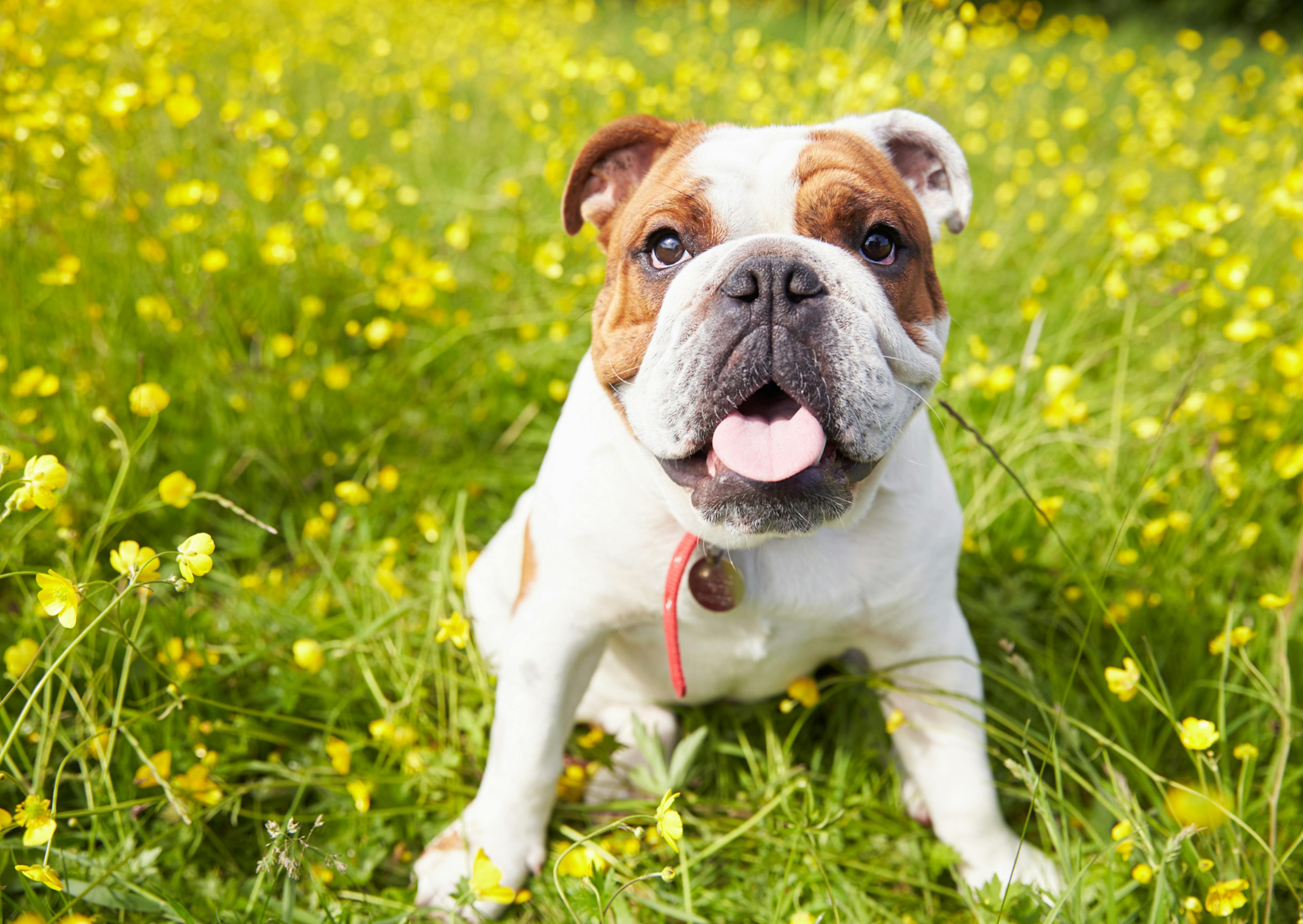 chien bulldog dans un champs de fleur qui tire la langue