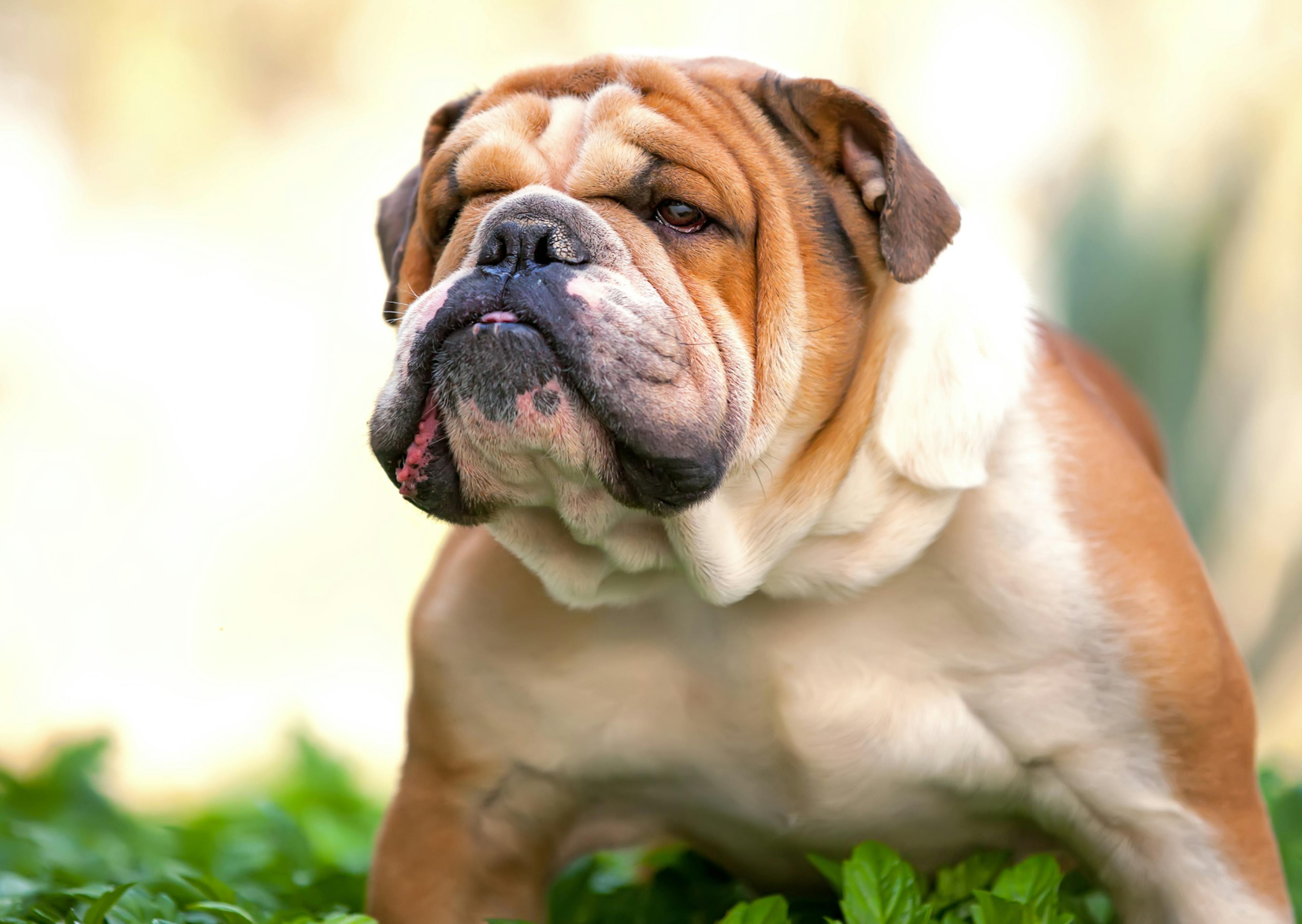 bulldog pas content dehors