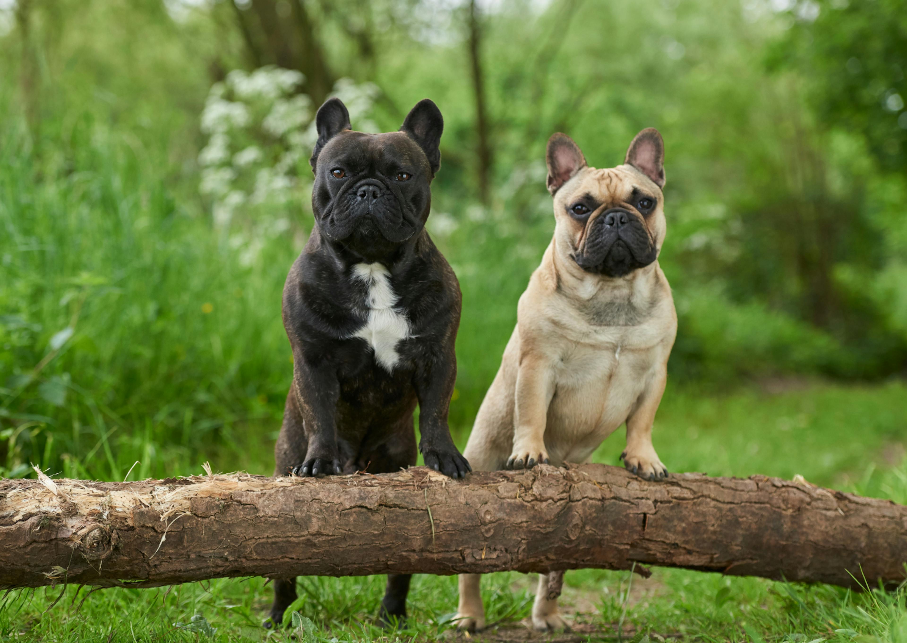 deux bulldog français sur une branche attentifs et curieux