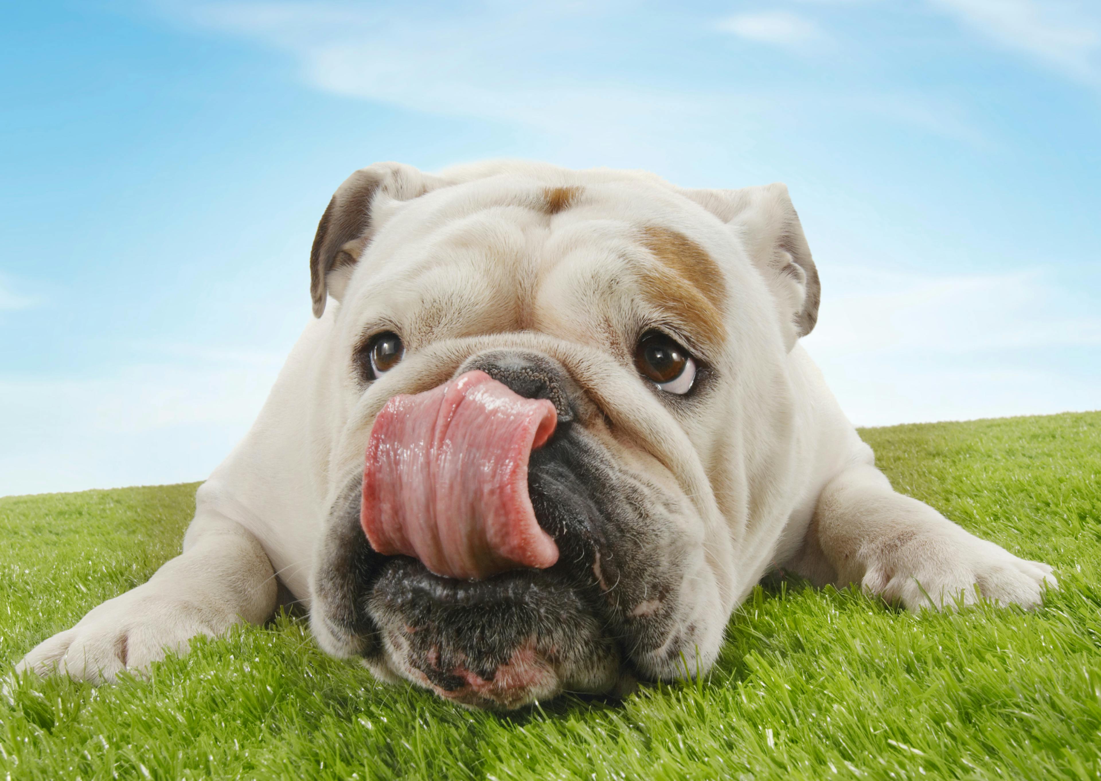 bulldog qui lèche son nez dans l'herbe