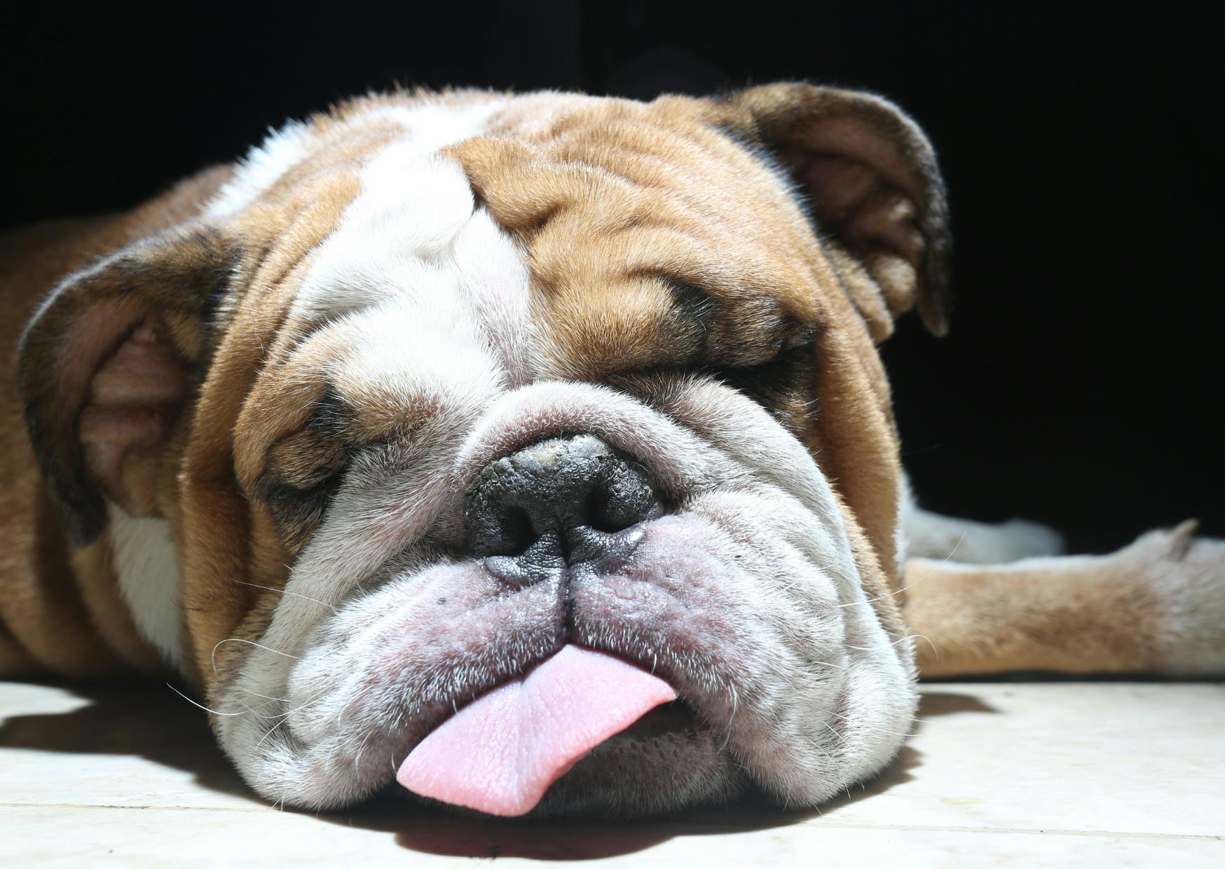 bulldog qui tire la langue et dort