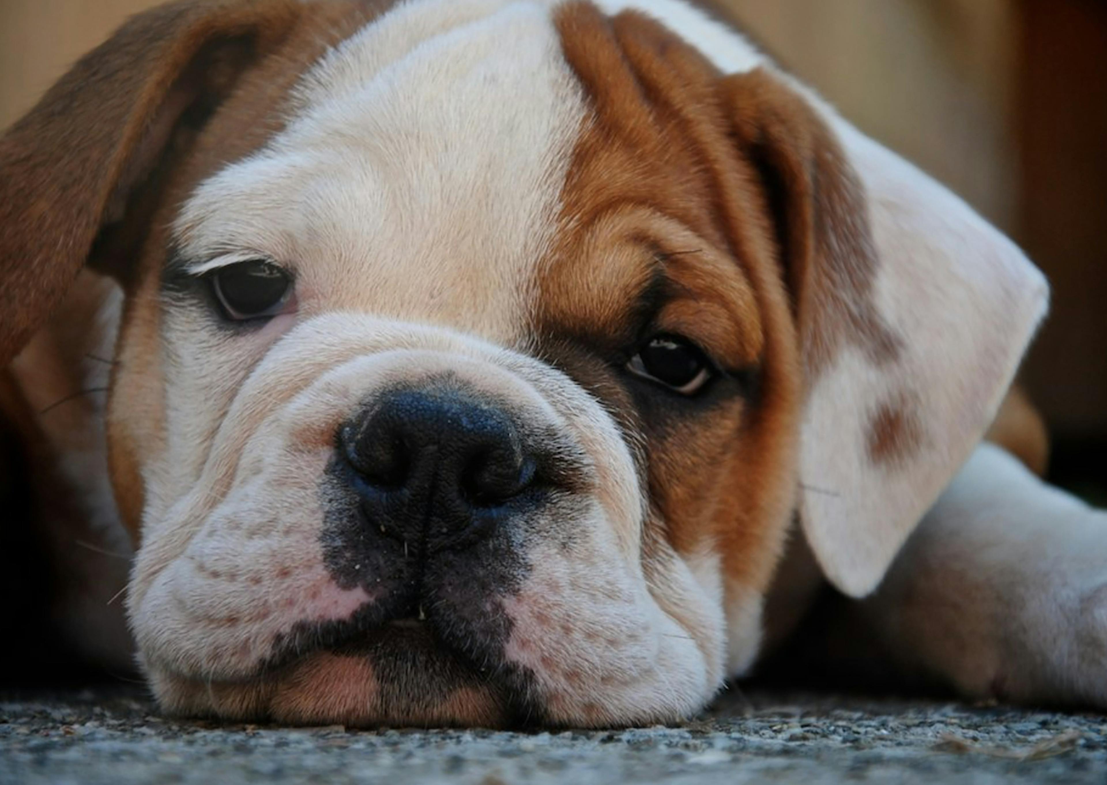 chiot bulldog fatigué