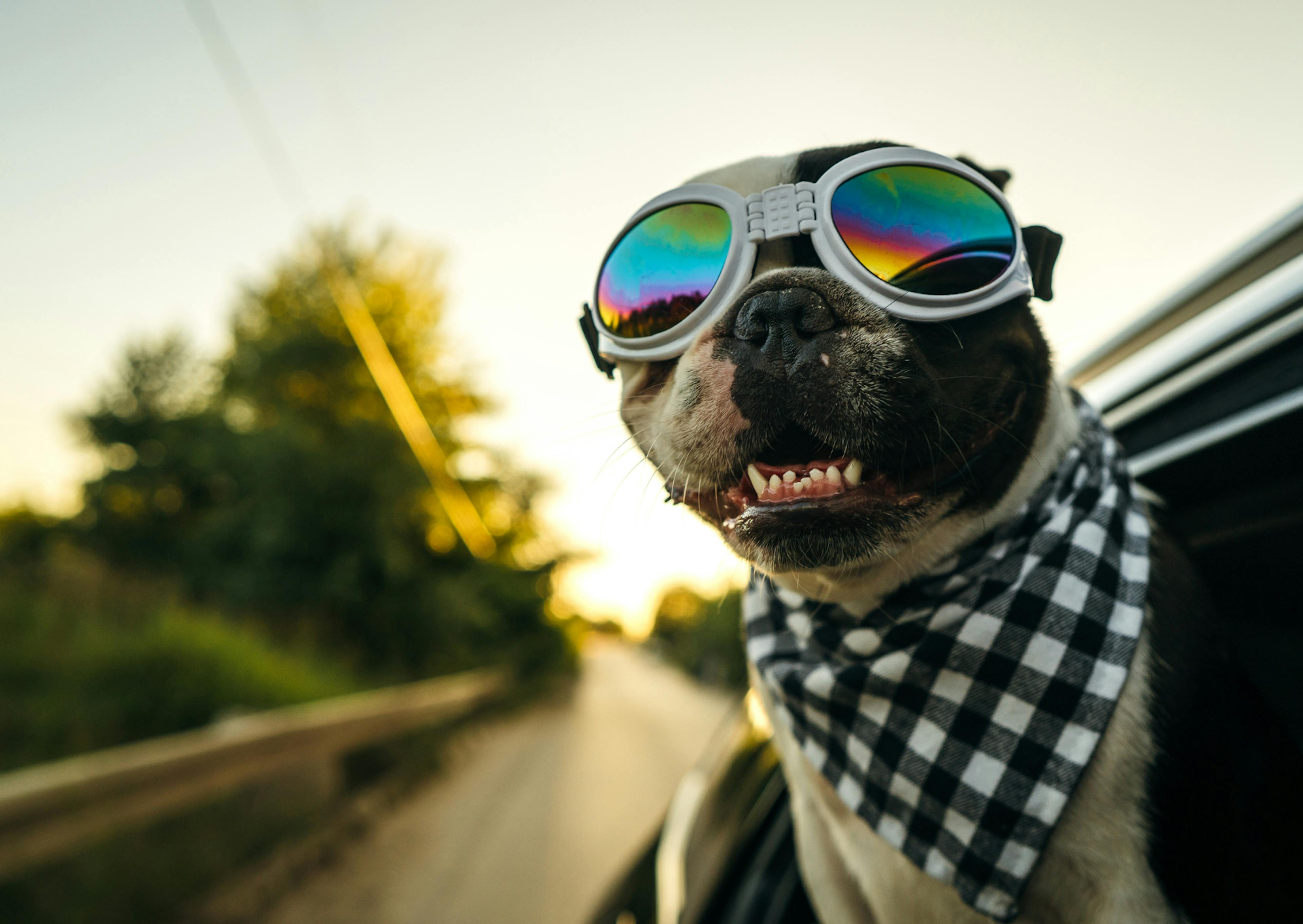 bulldog qui sort sa tête de la voiture et porte des lunettes et un bandana