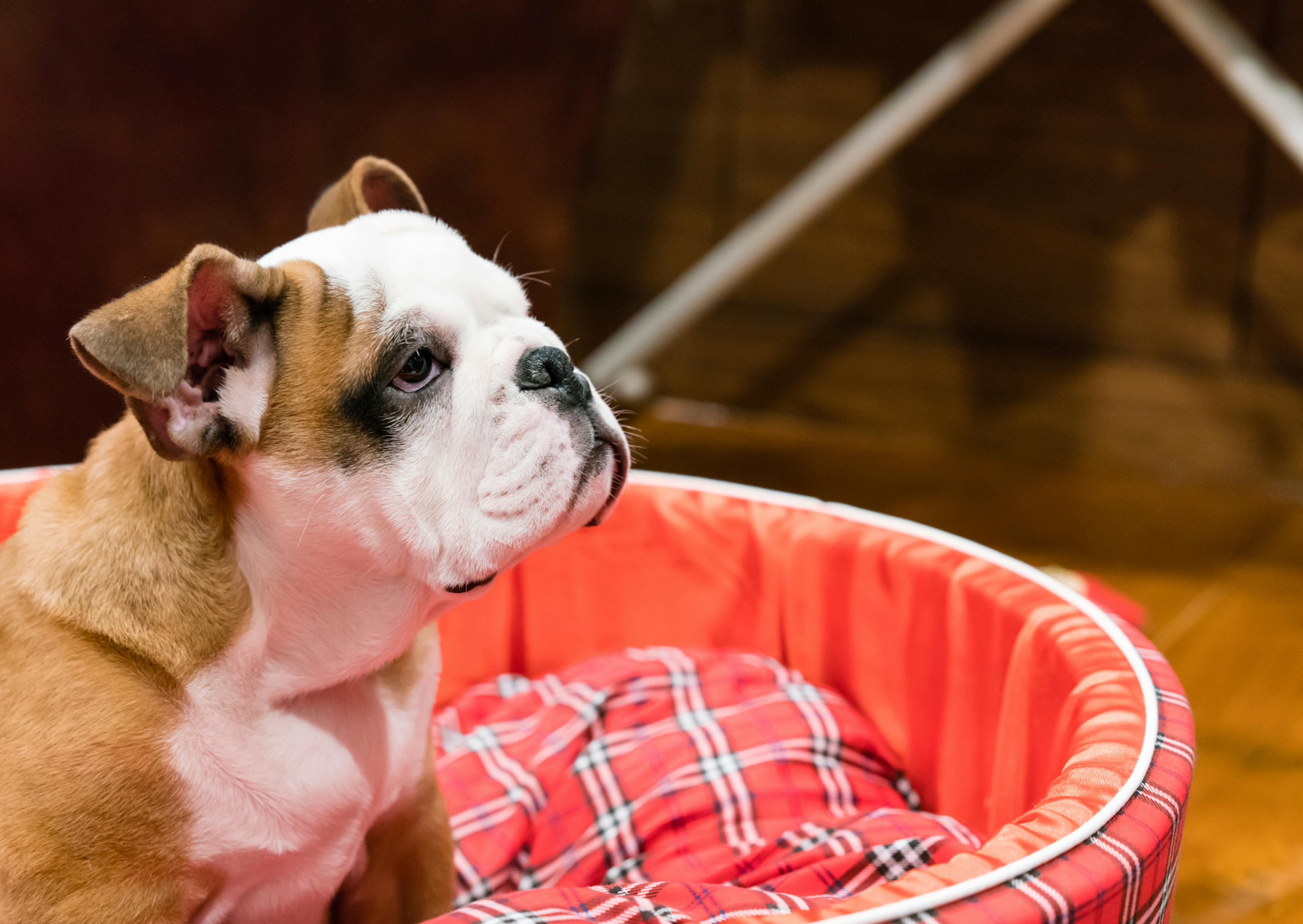 jeune chiot bulldog dans sn panier rouge