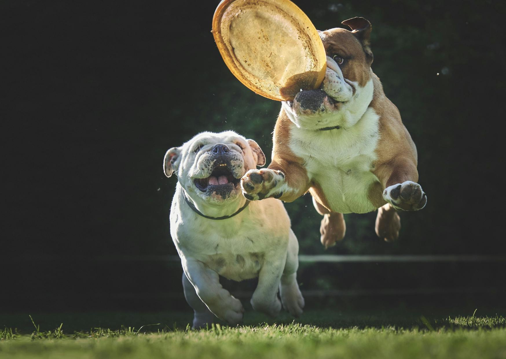 deux bulldog qui jouent au frisbee