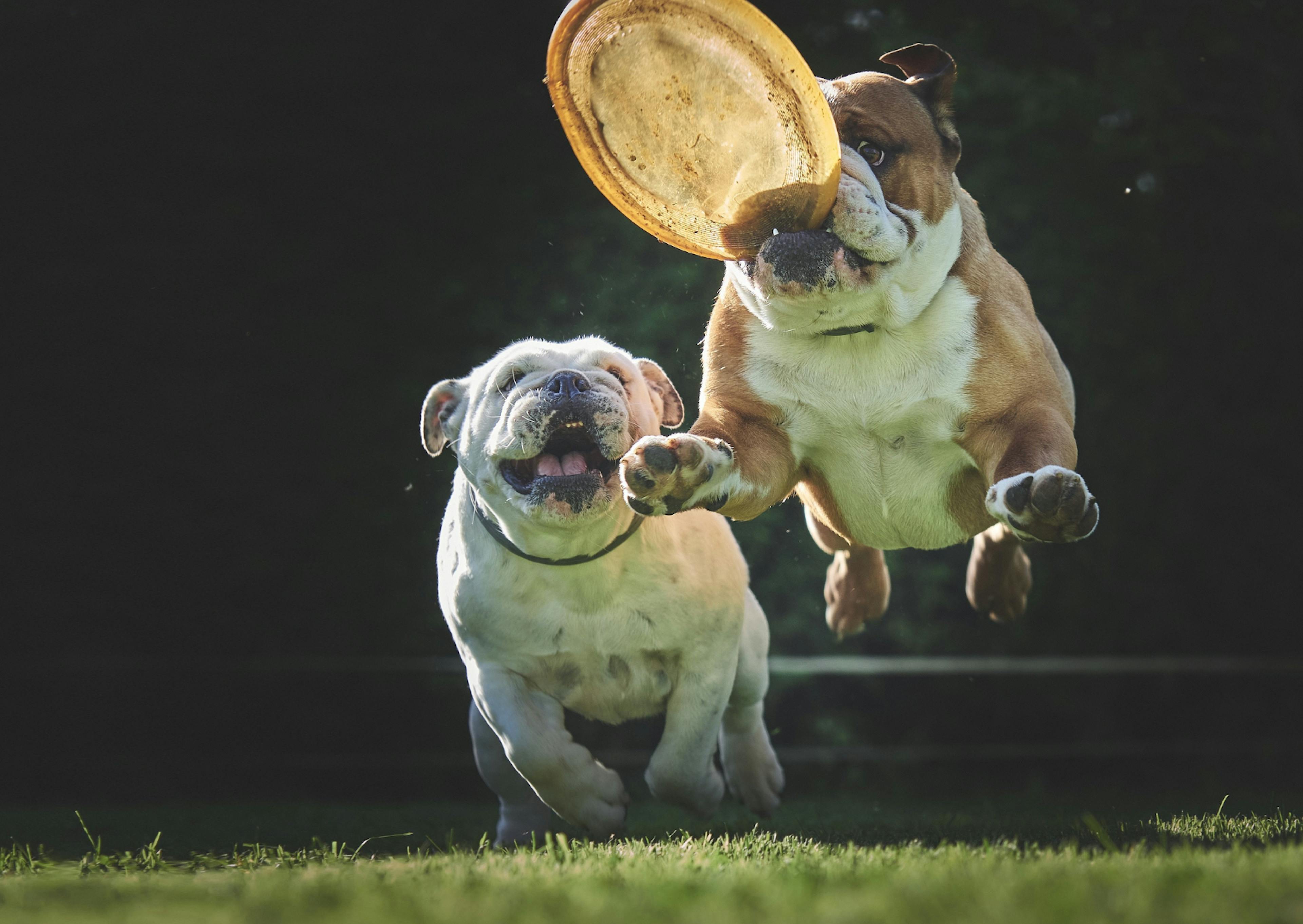 deux bulldog qui jouent au  frisbee