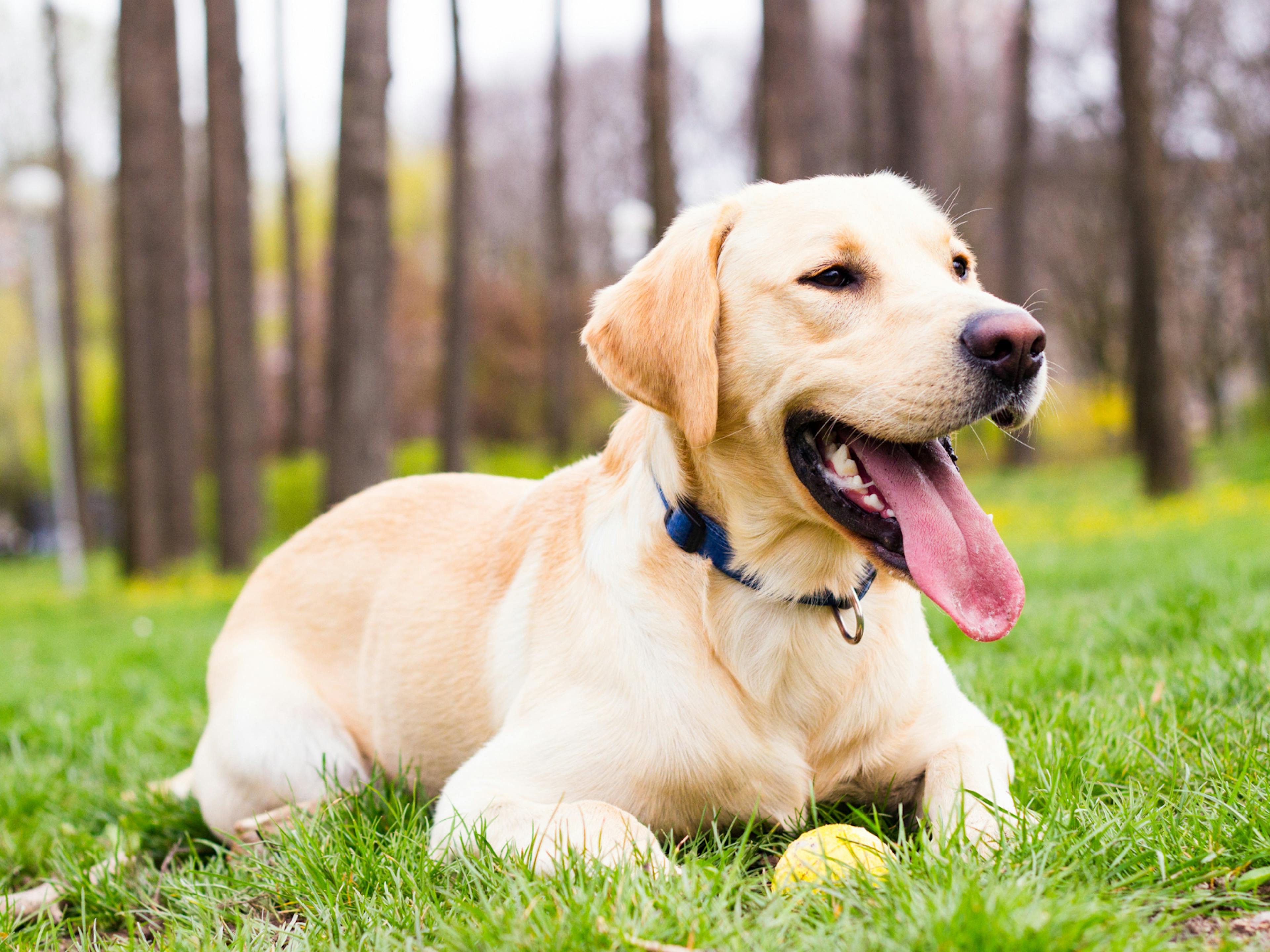 chien qui tire la langue dans l'herbe