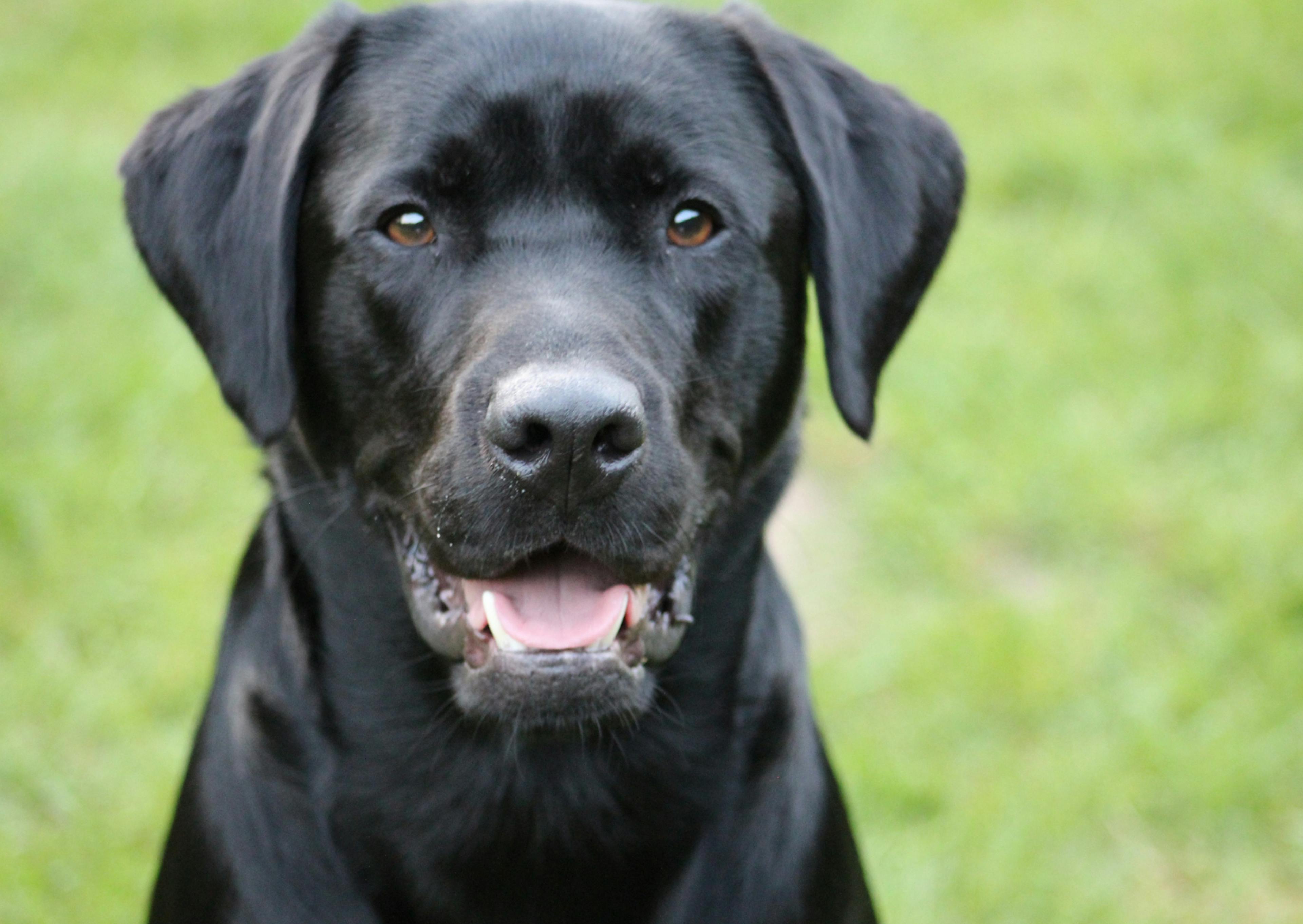 labrador dehors noir