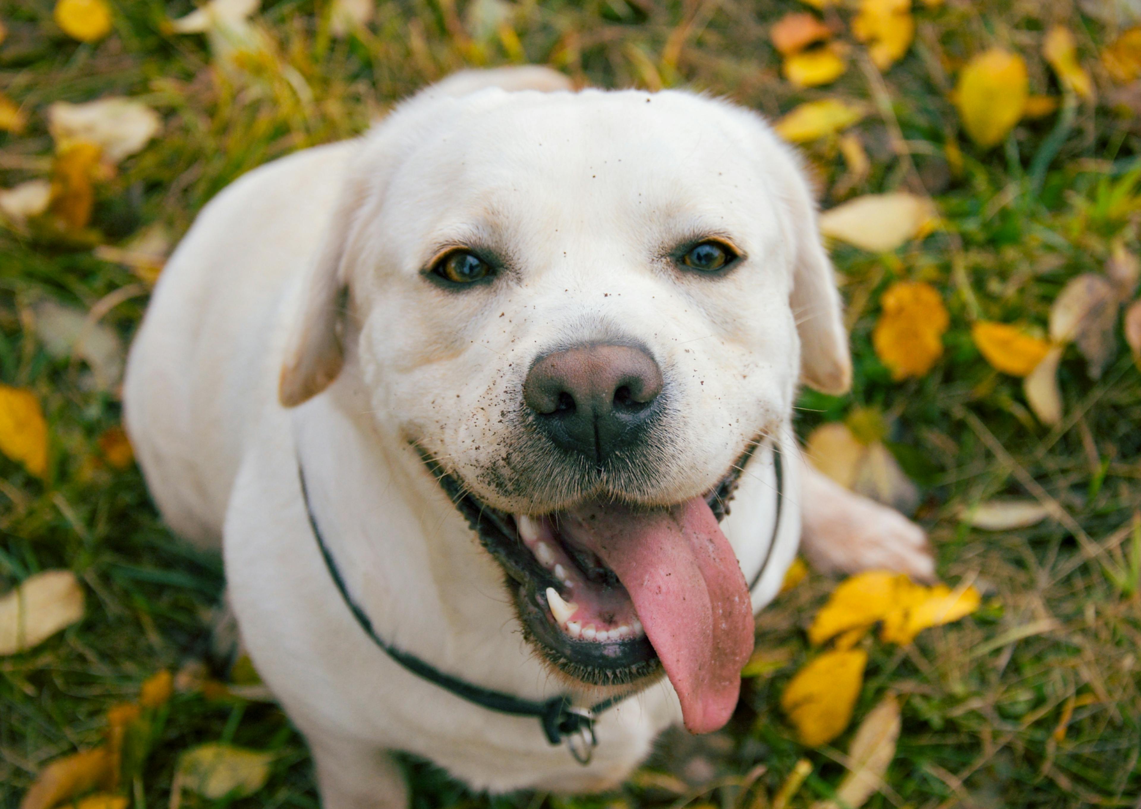 labrador qui tire la langue au milieu de feuilles 