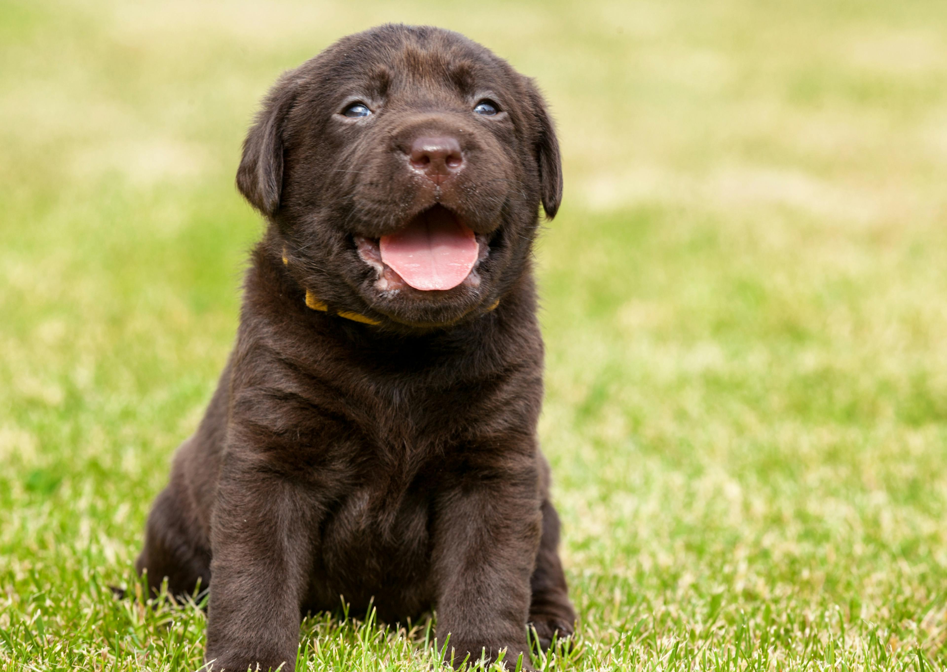 chiot labrador dans l'herbe