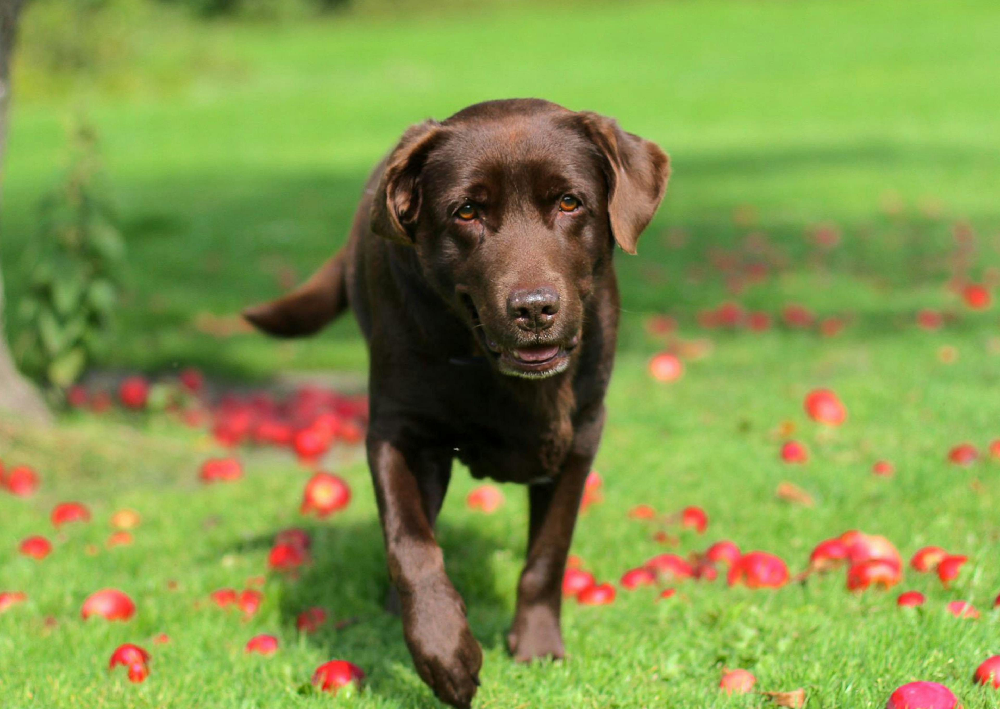 labrador qui marche au milieu de pommes dehors