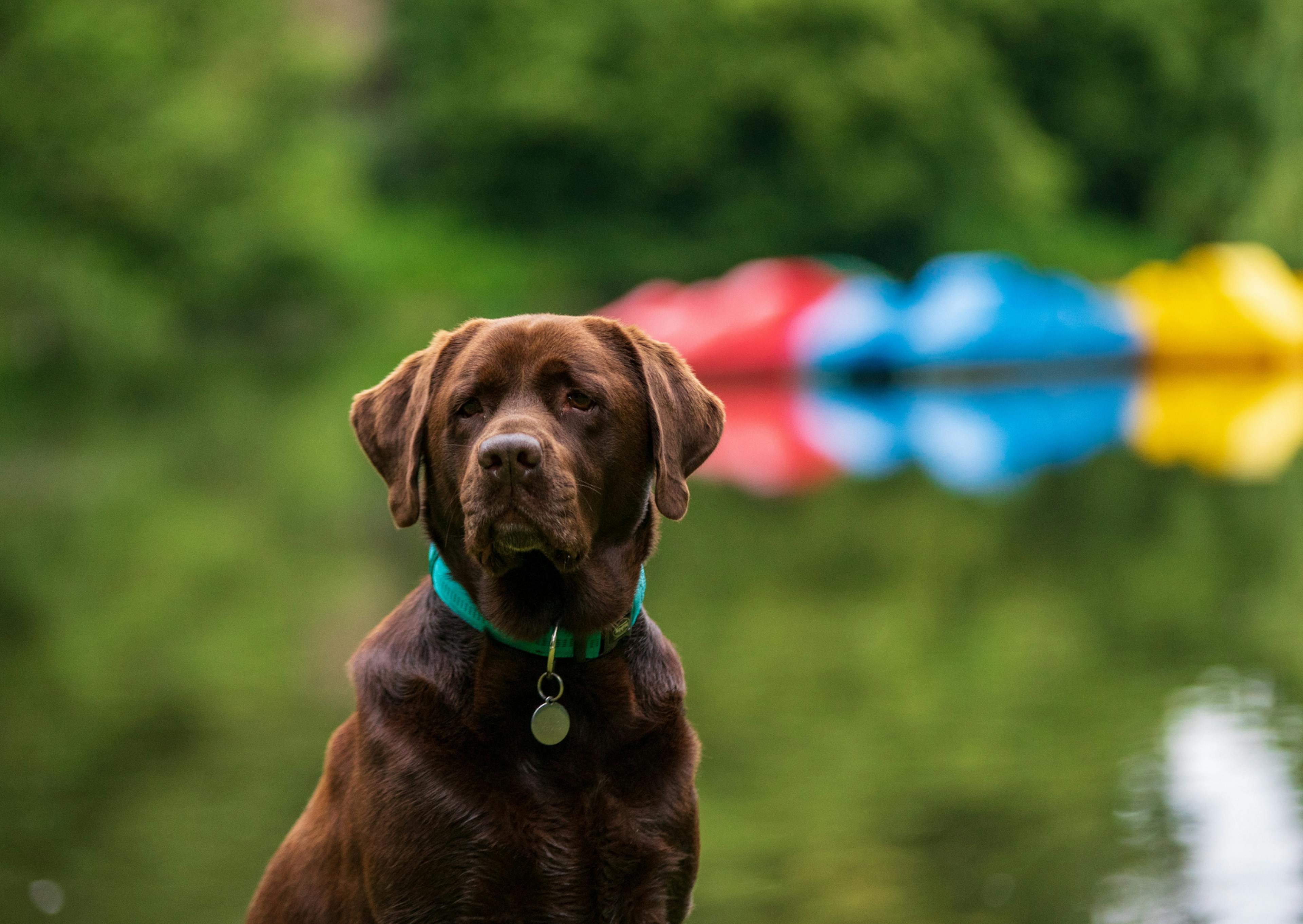 labrador marron près d'un lac