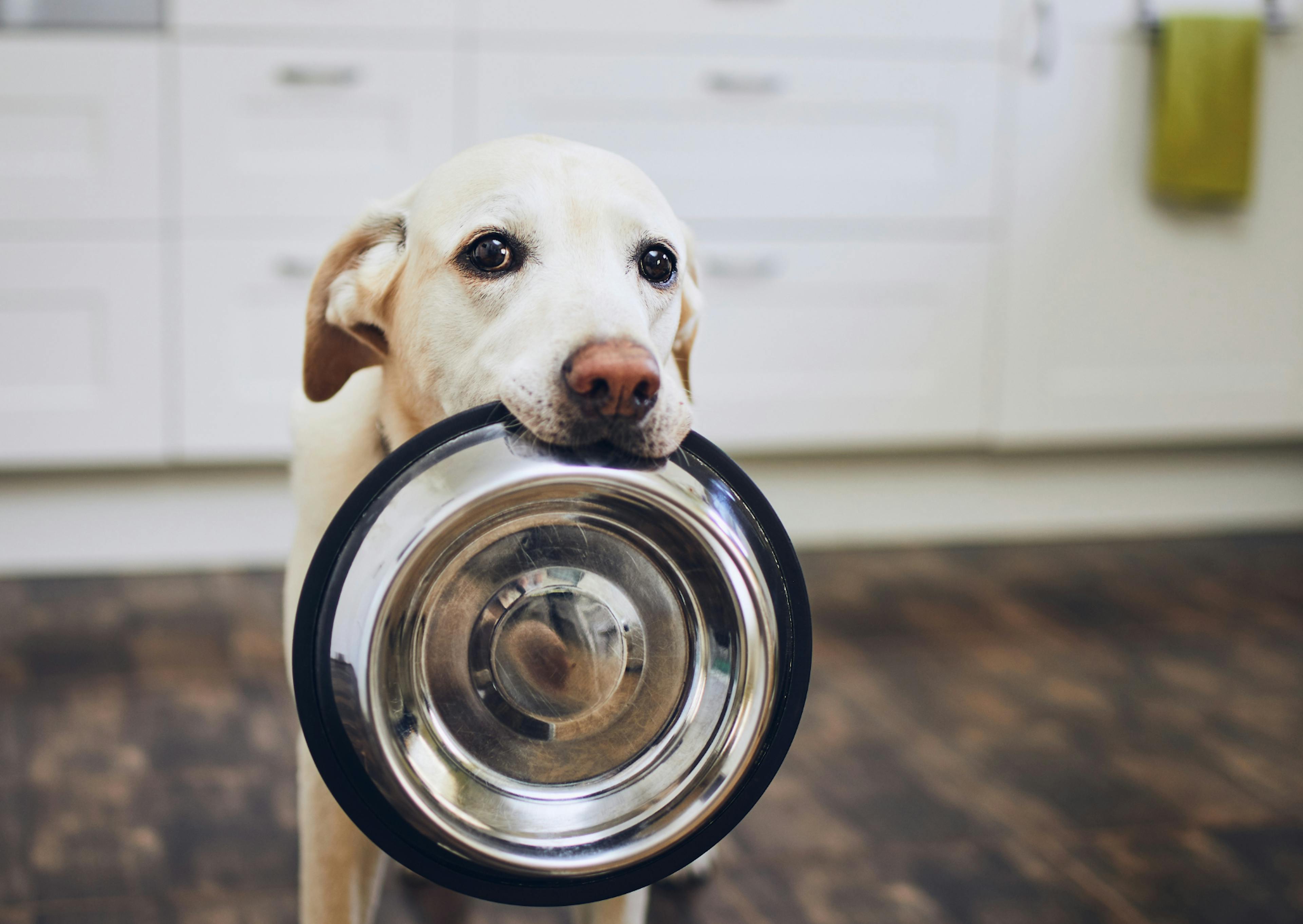 labrador qui tient sa gamelle 