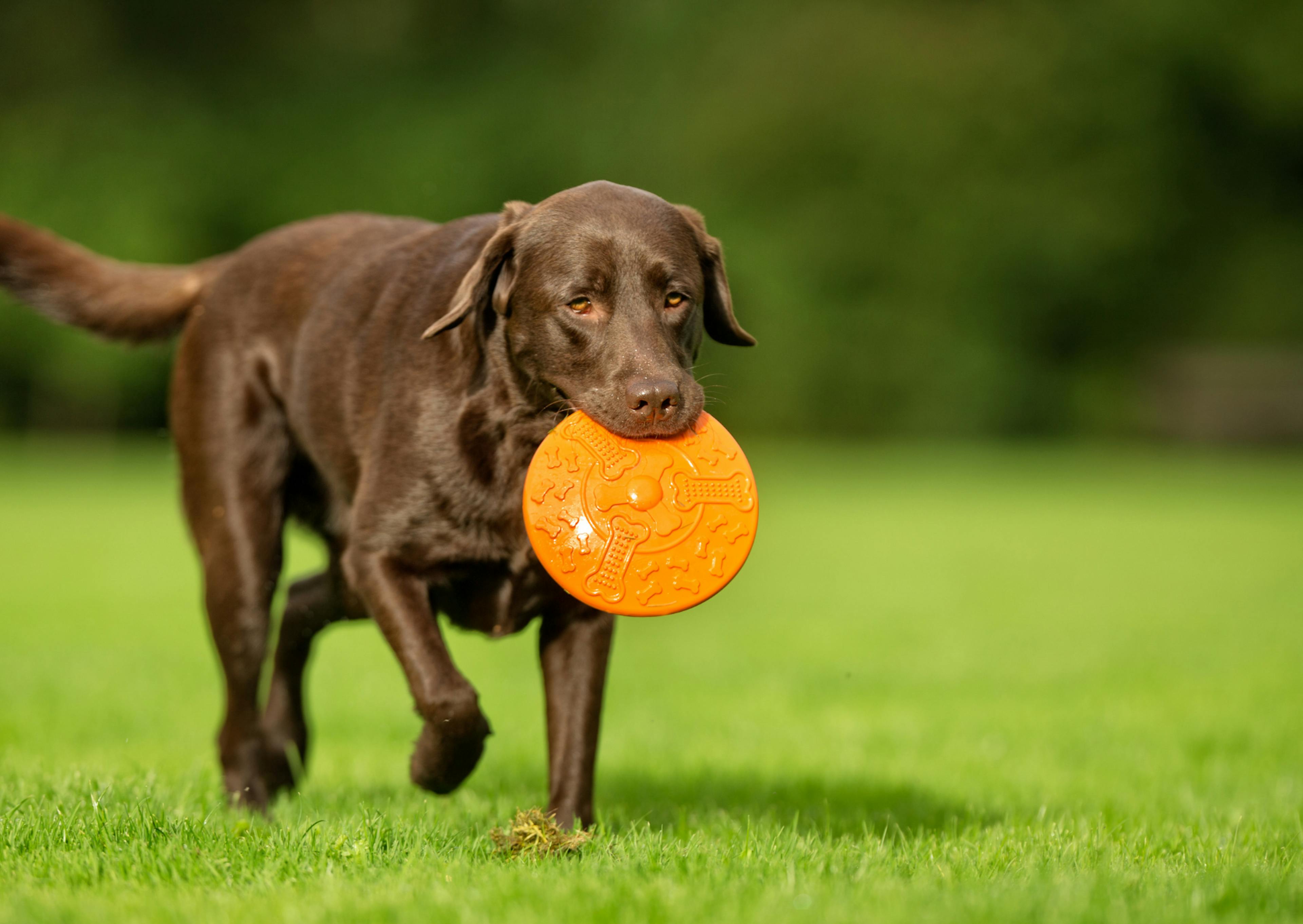 labrador qui ramène son frisbee