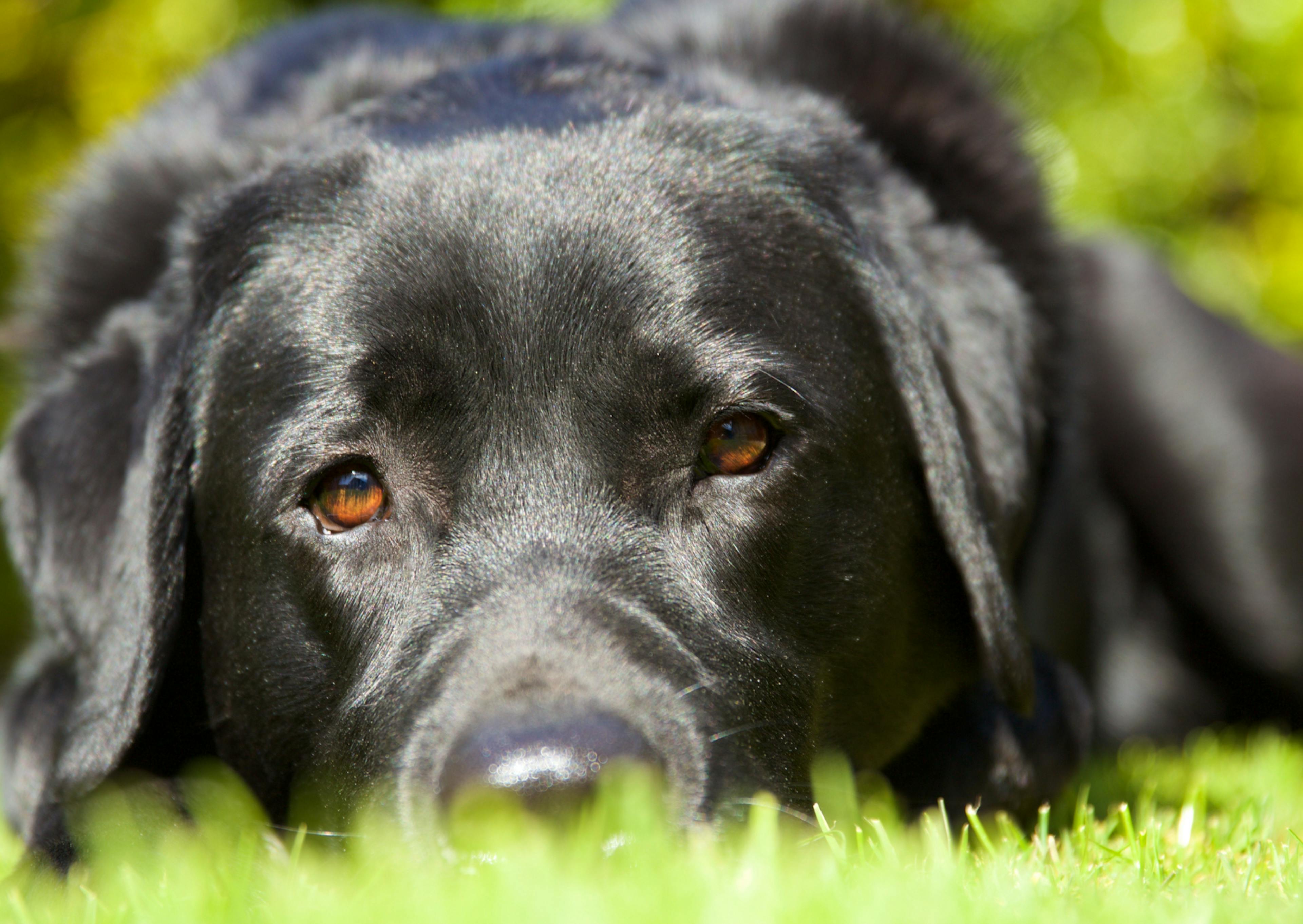 labrador couché dans l'herbe