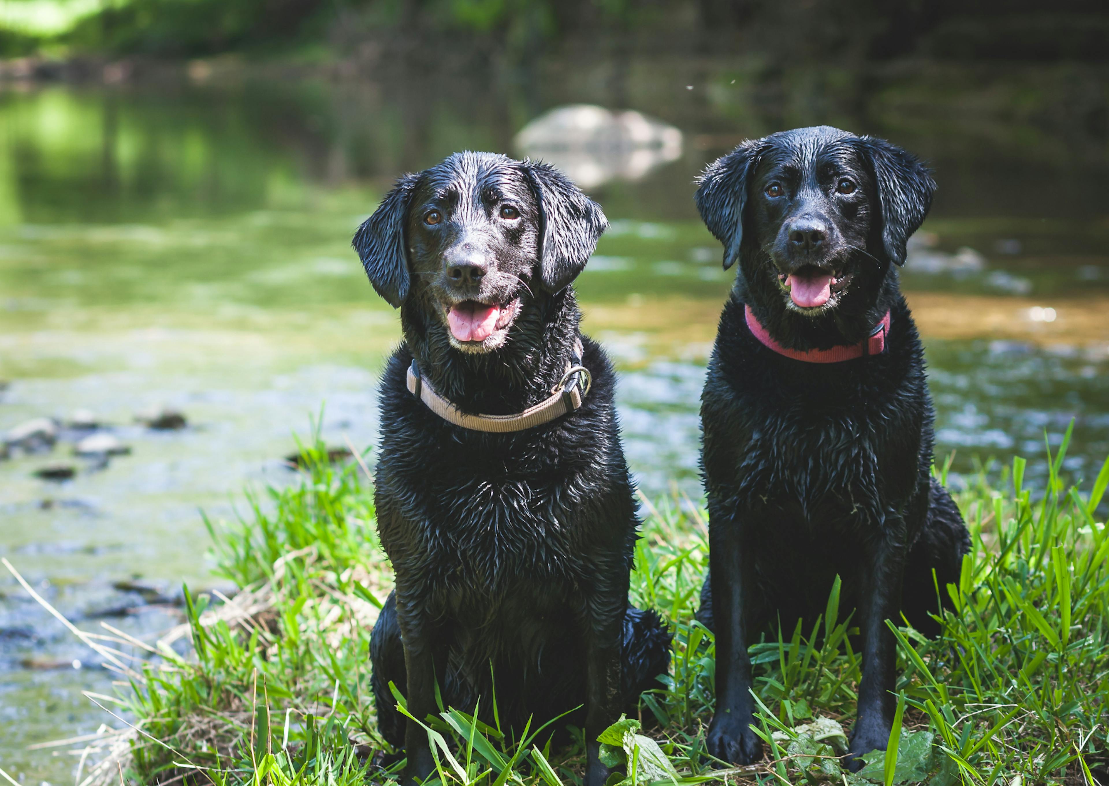 deux labrador noirs dans l'herbe