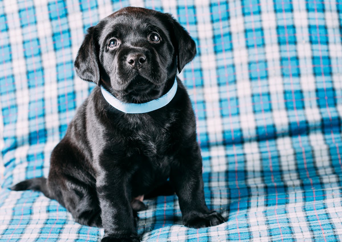jeune chiot labrador sur une couverture bleue