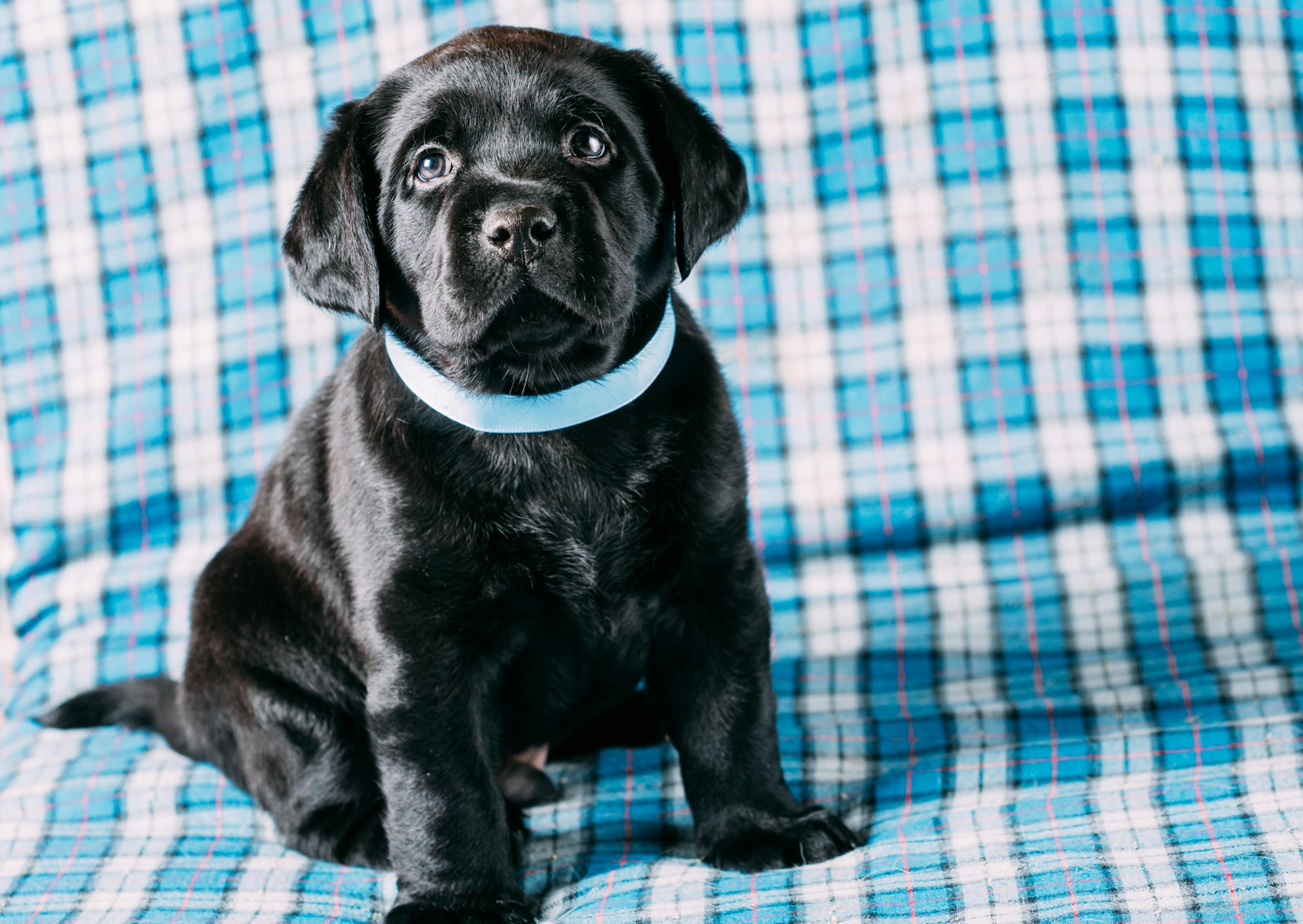 jeune chiot labrador sur une couverture bleue