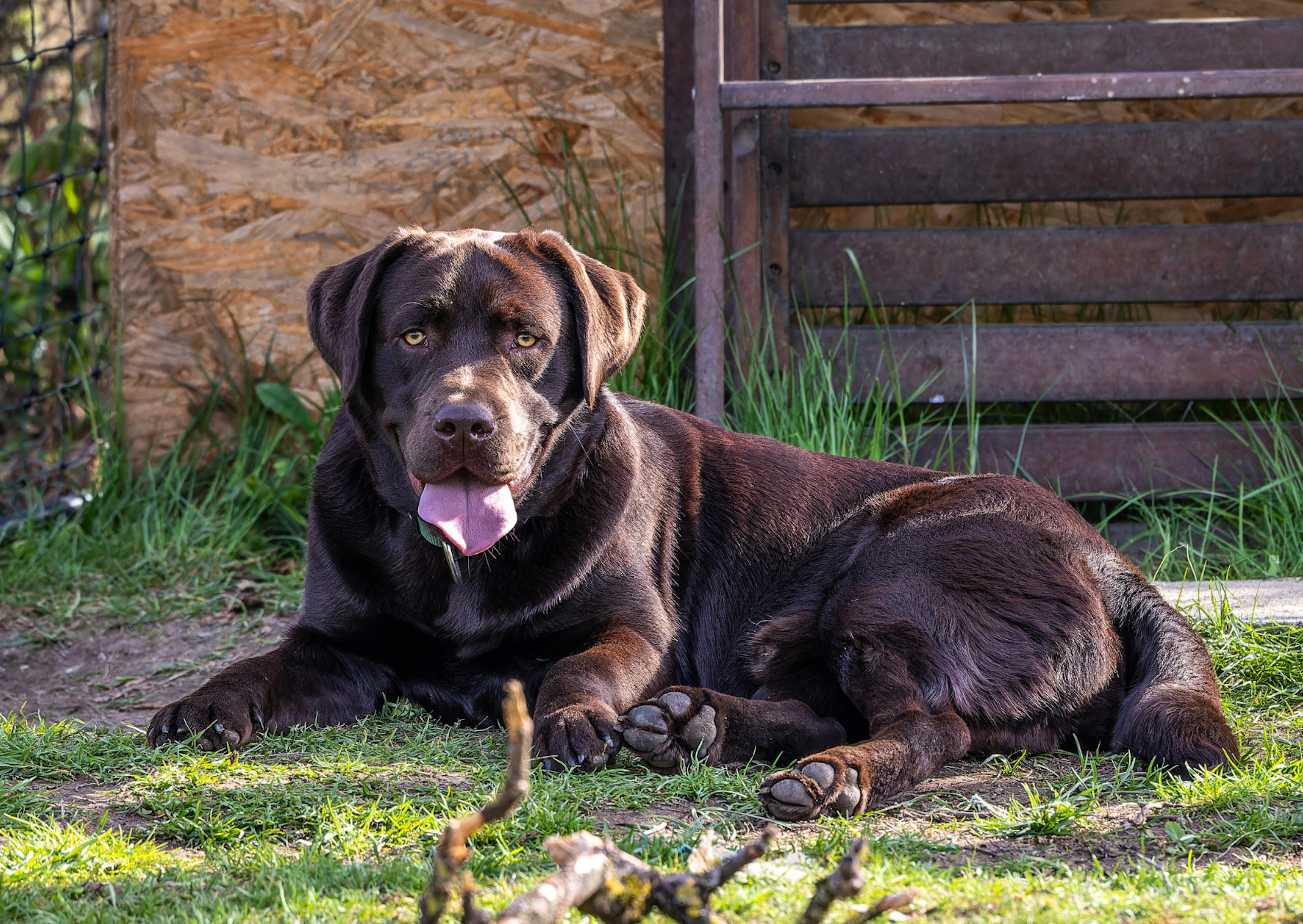 labrador couché dehors qui tire la langue