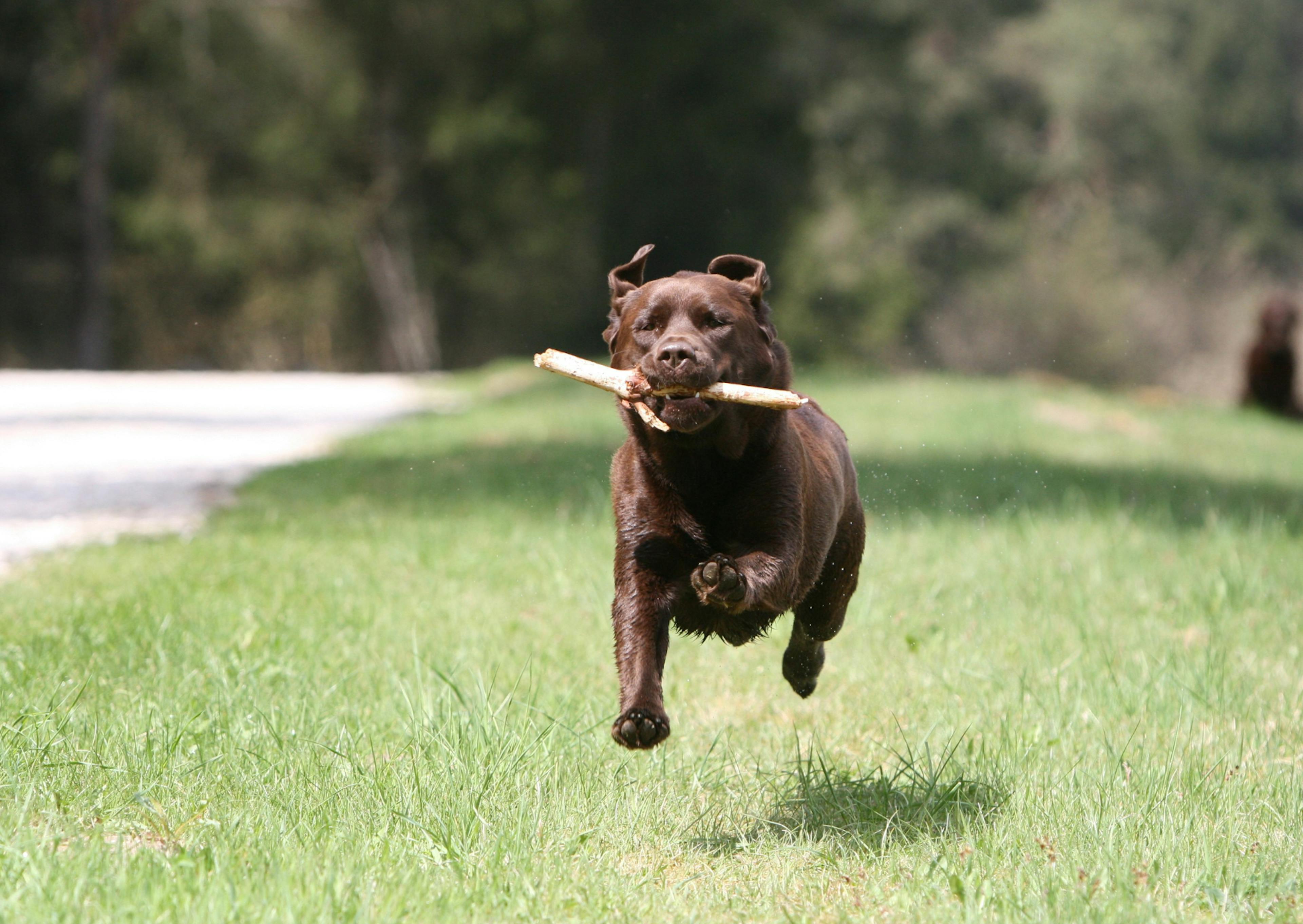 labrador qui court avec un batton dans la gueule