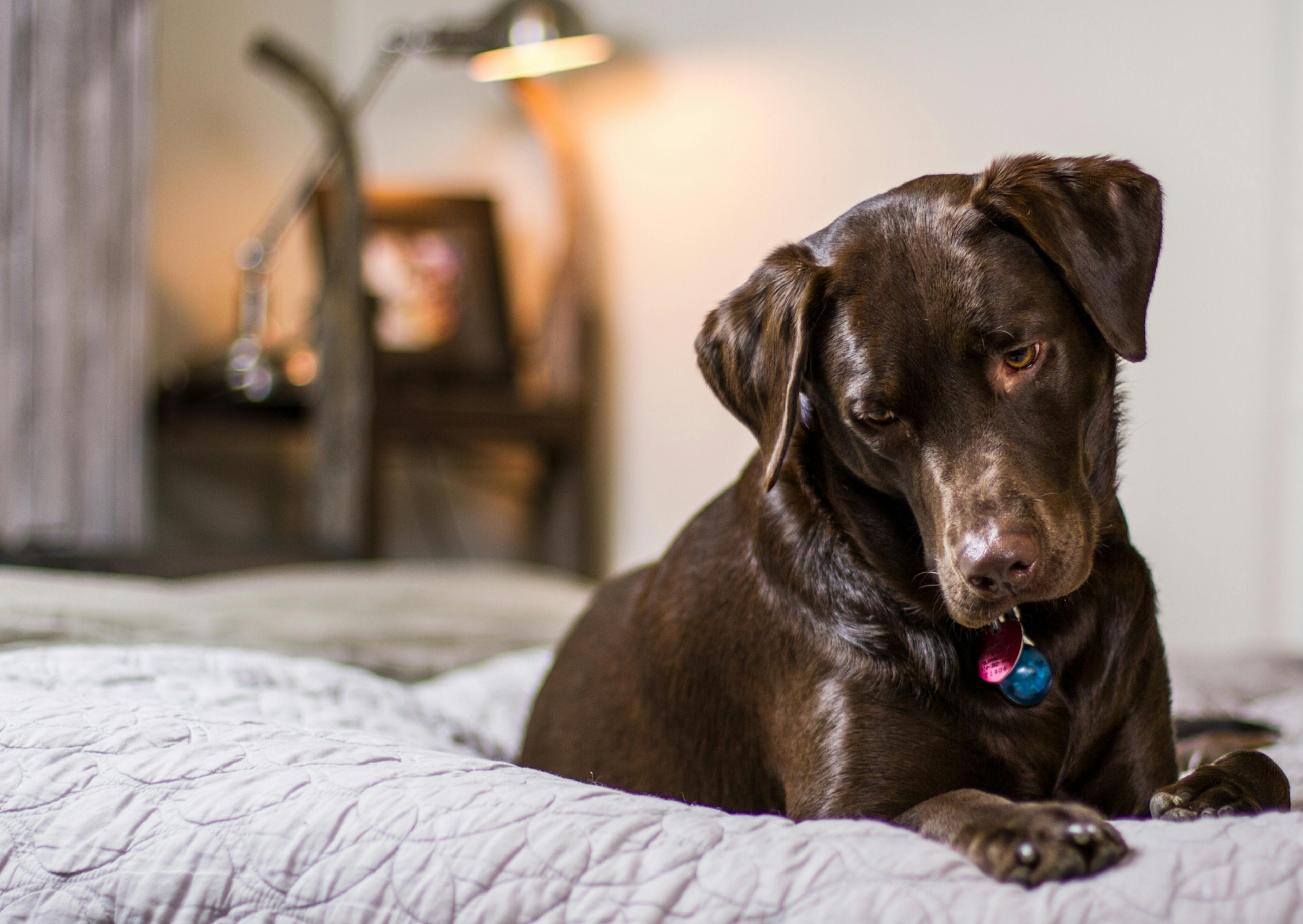 labrador marron curieux de ce qu'il voit