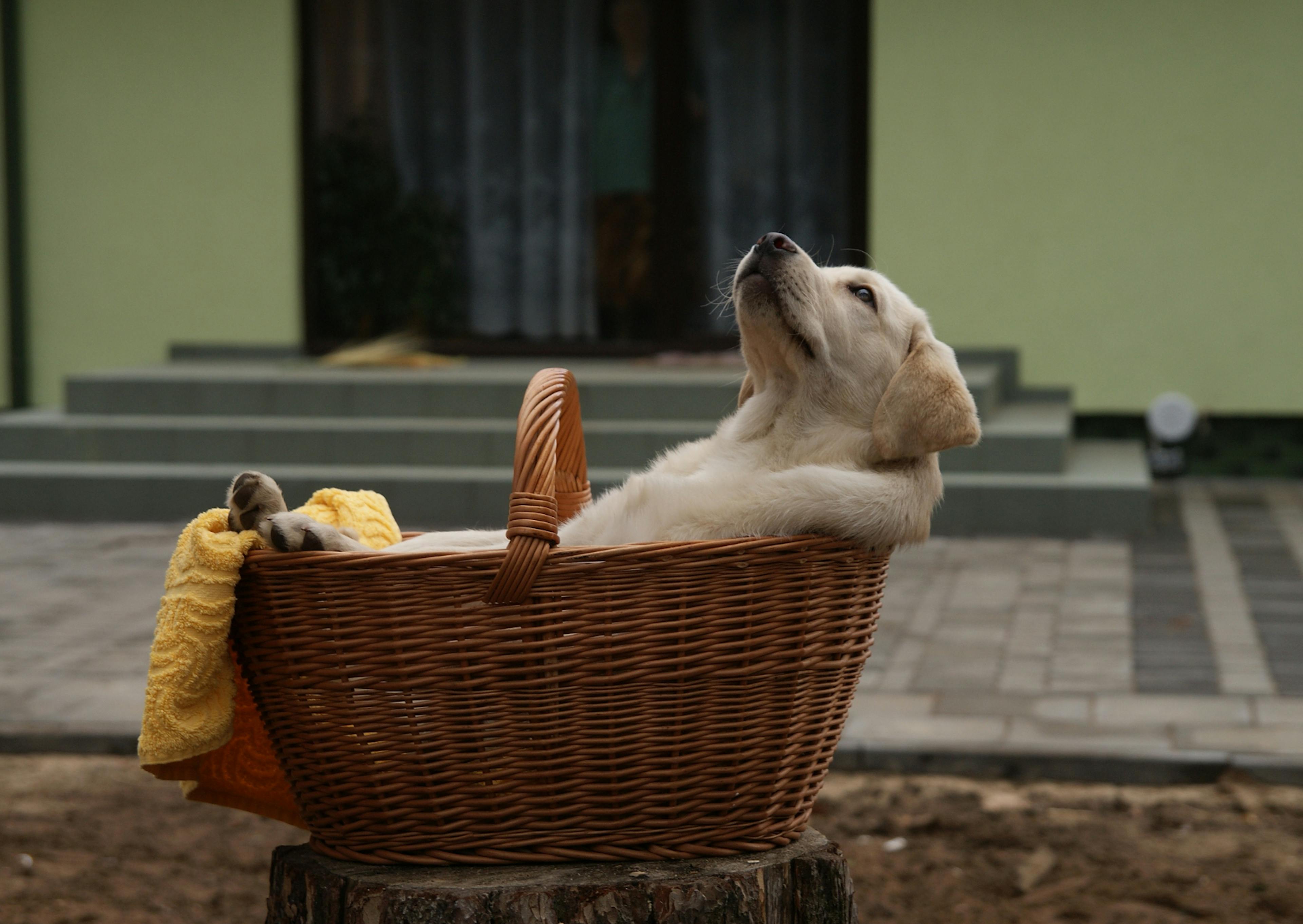 chiot labrador dans un panieu