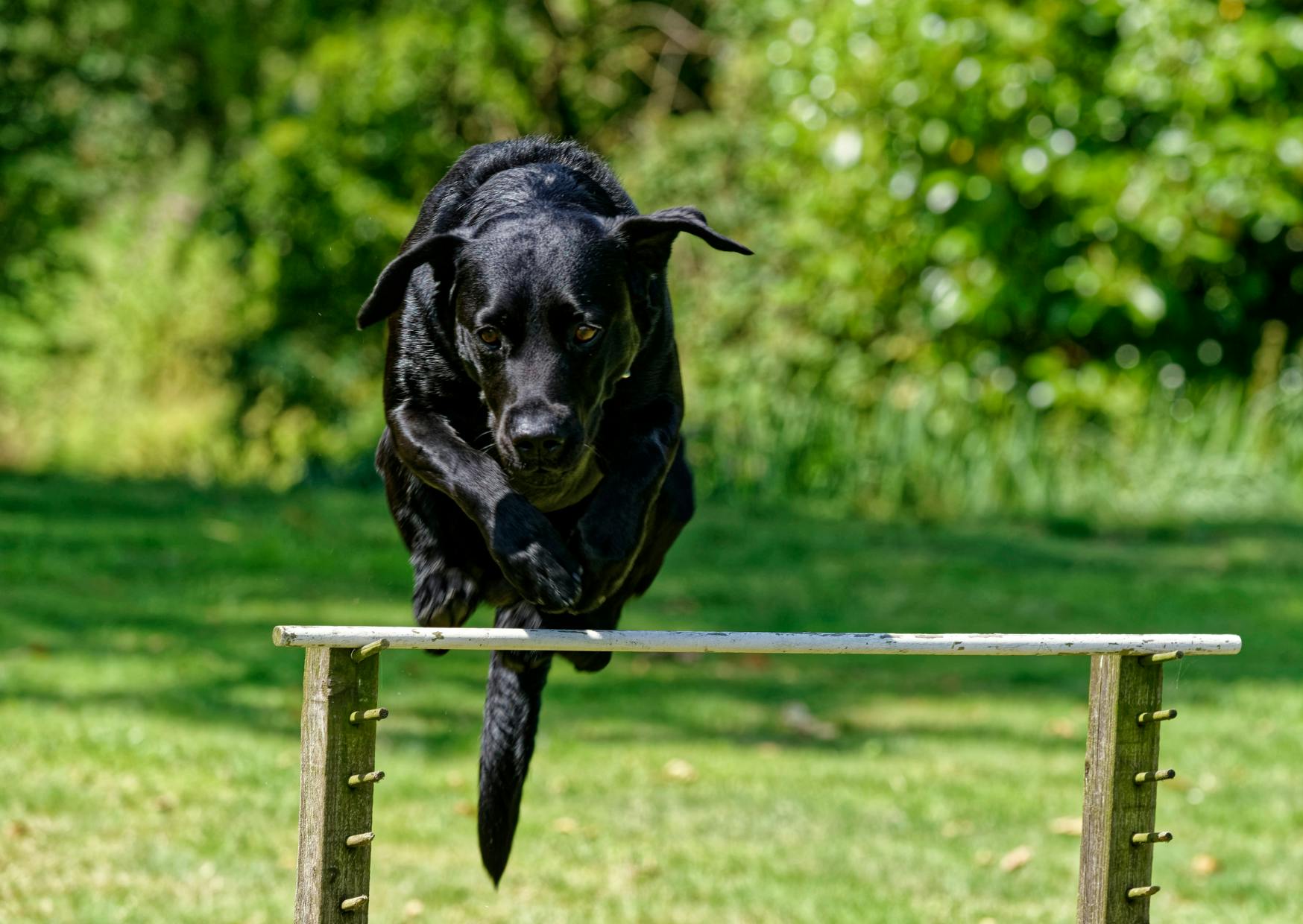 labrador noir qui saute