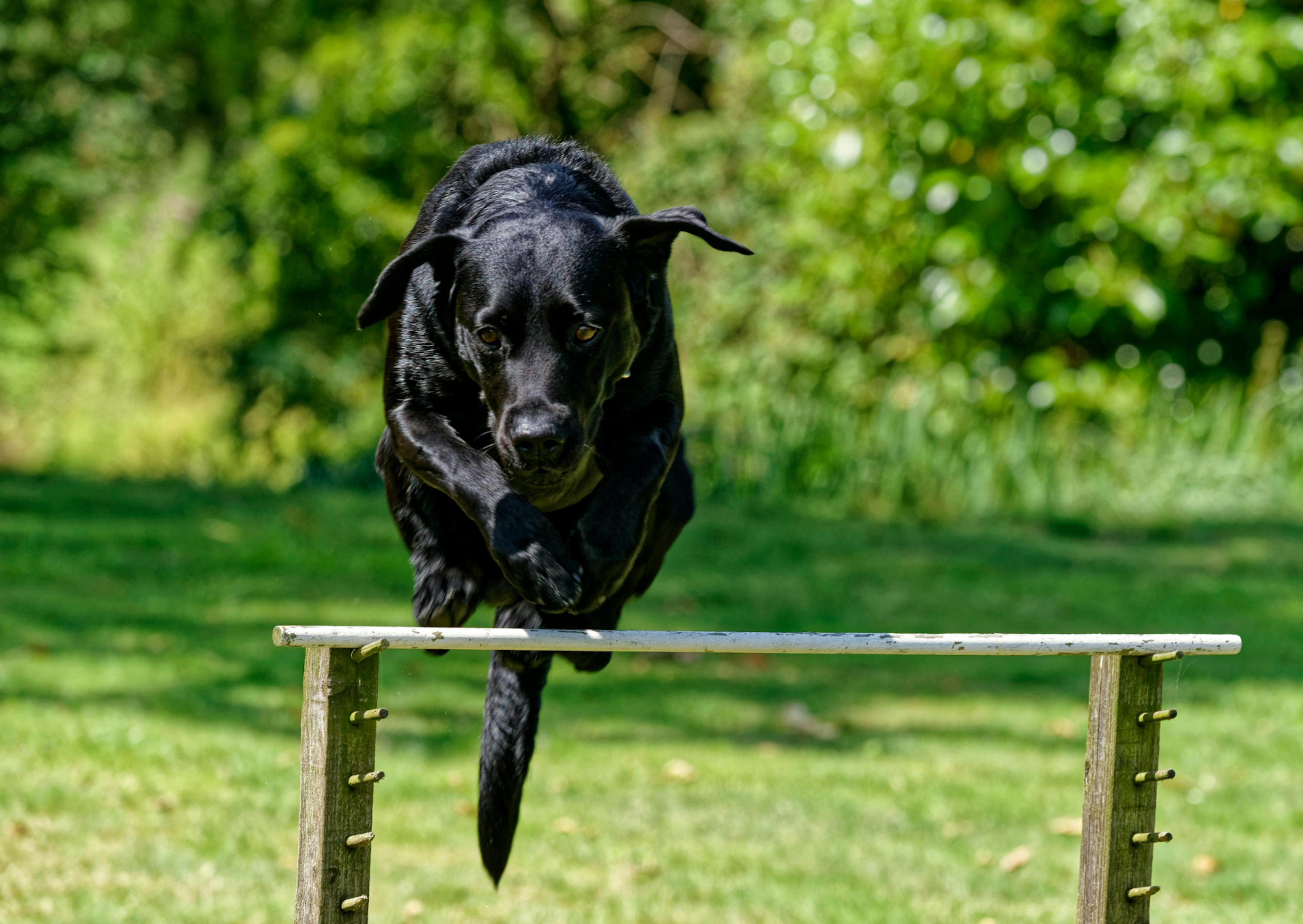 labrador noir qui saute 