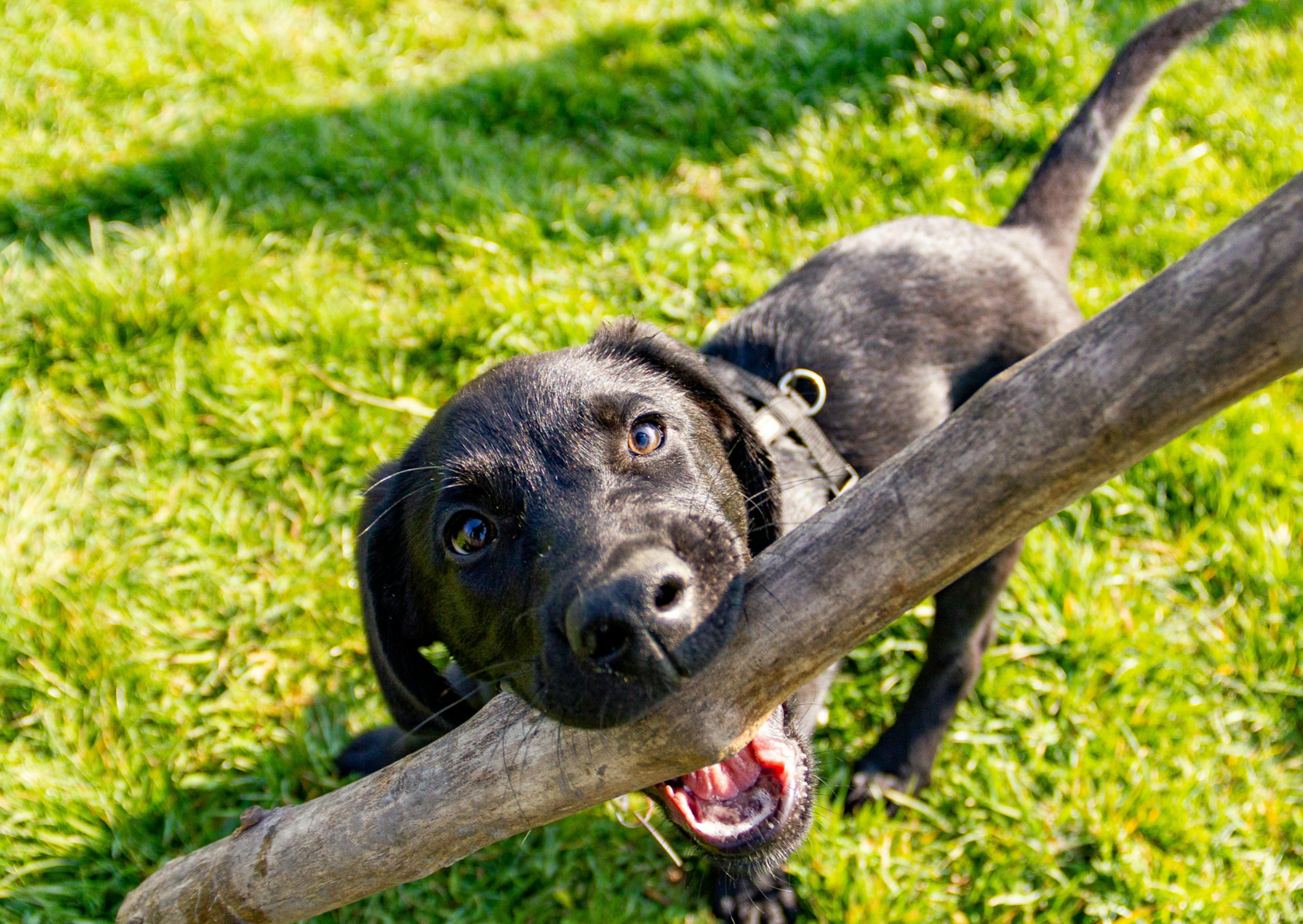 labrador qui tient un gros bâton dans la gueule