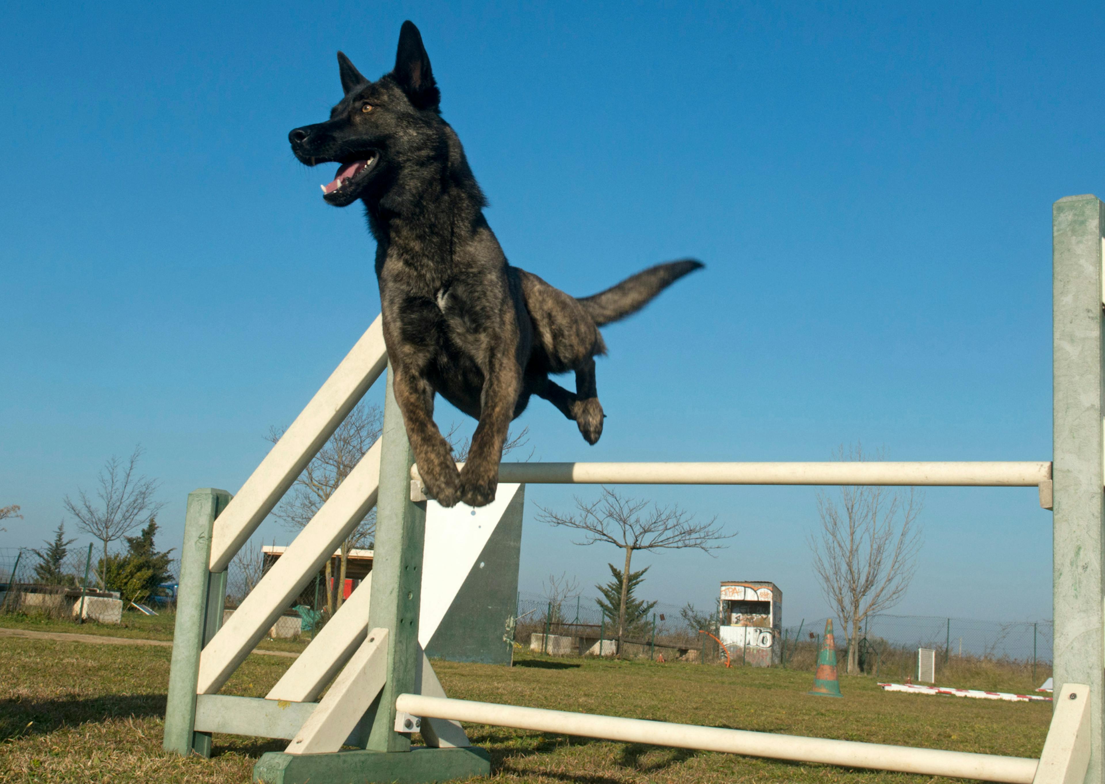 berger hollandais qui vient de sauter un parcours d'agility dehors