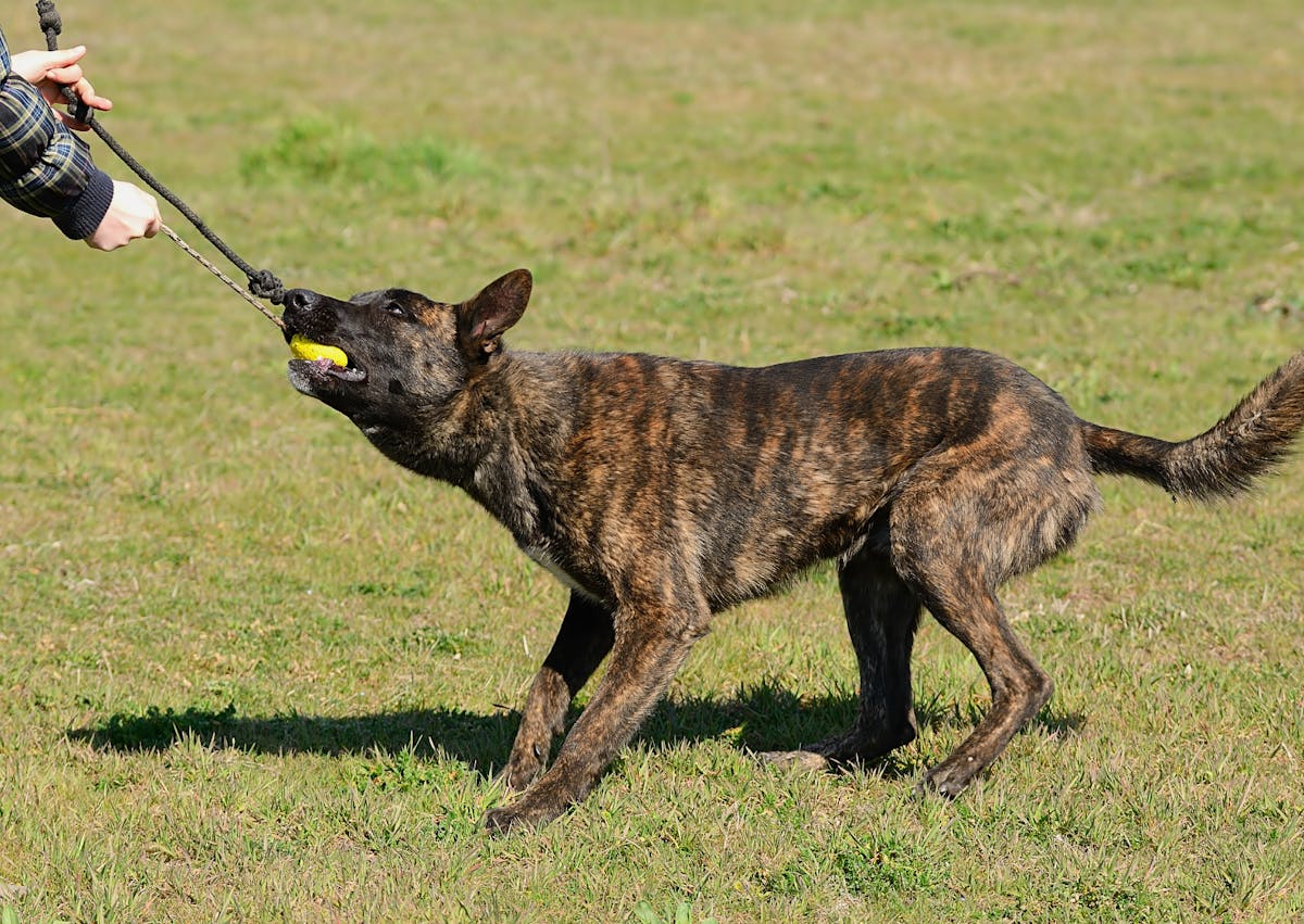 berger hollandais dans une épreuve de travail avec son maitre