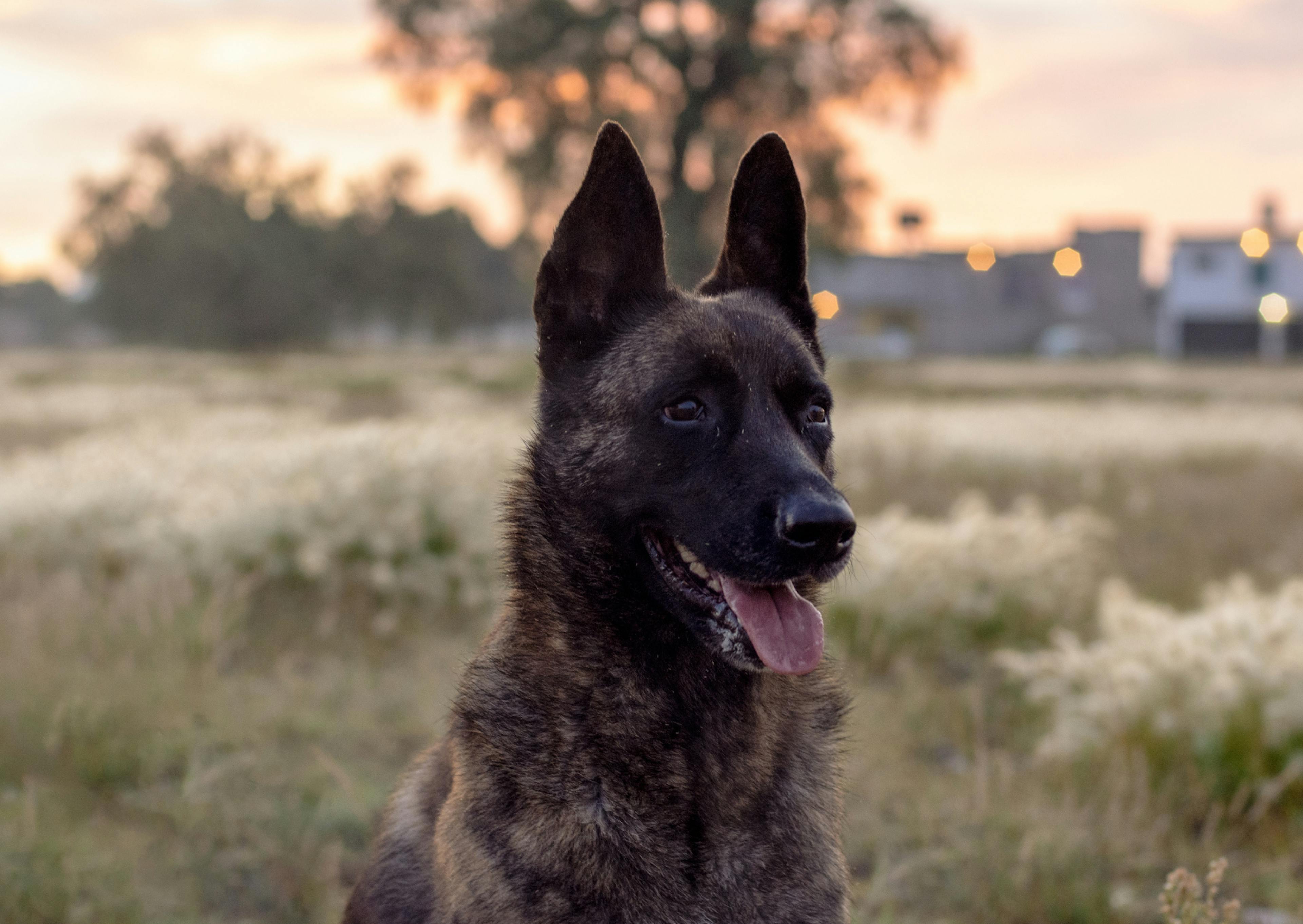 berger hollandais qui tire la langue devant un coucher de soleil en pleine nature