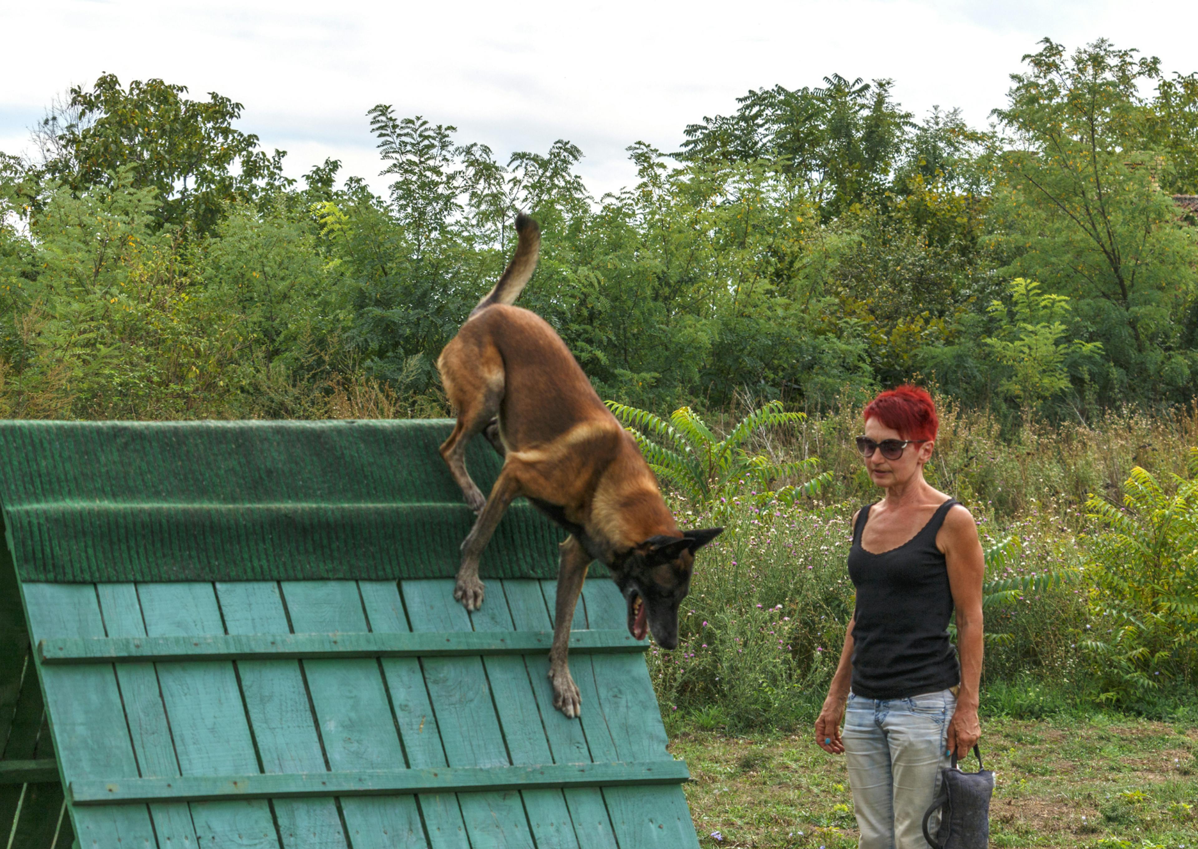 erger hollandais avec sa maitresse qui fait un parcours d'agility