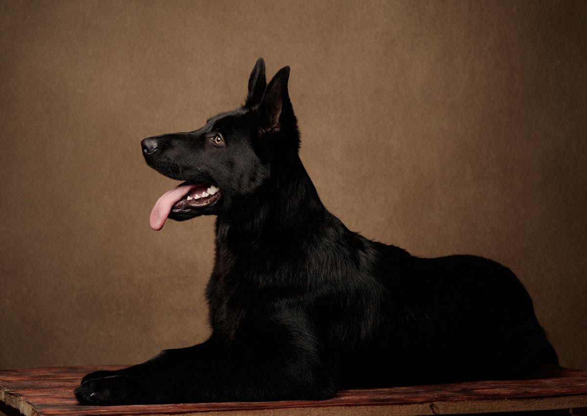 berger hollandais couché sur fond marron et qui tire la langue