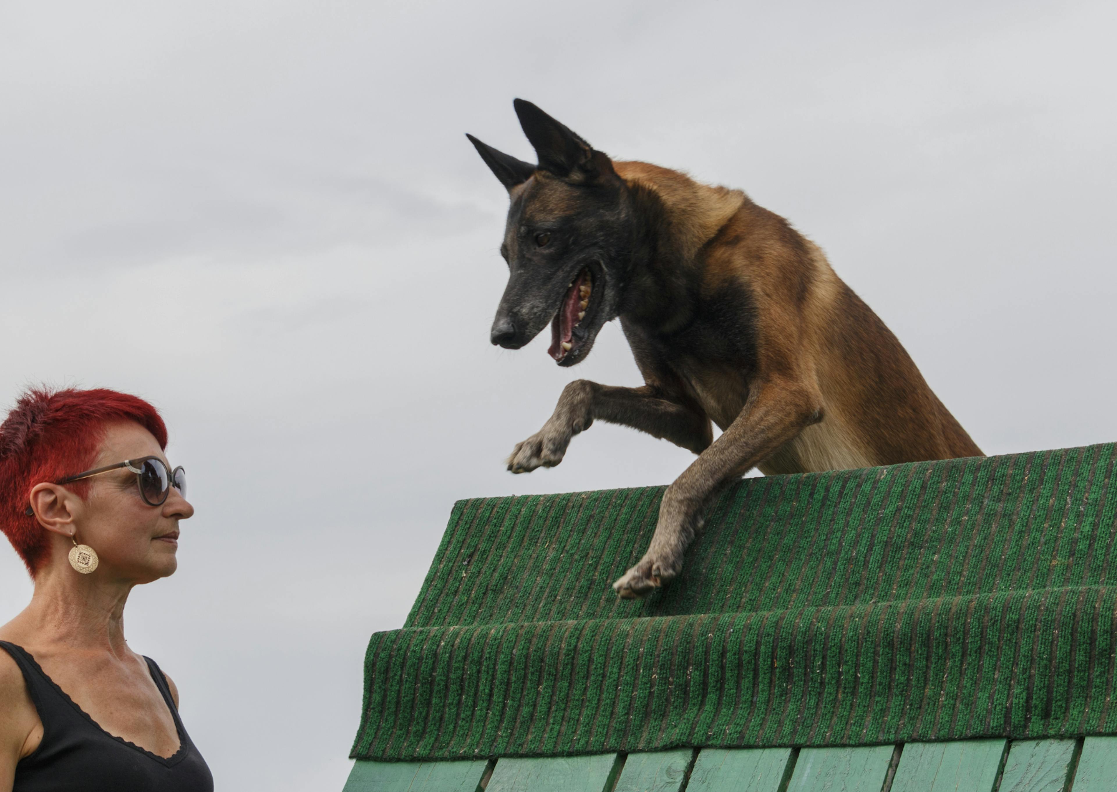 berger hollandais faisant un parcours d'agility avec sa maîtresse