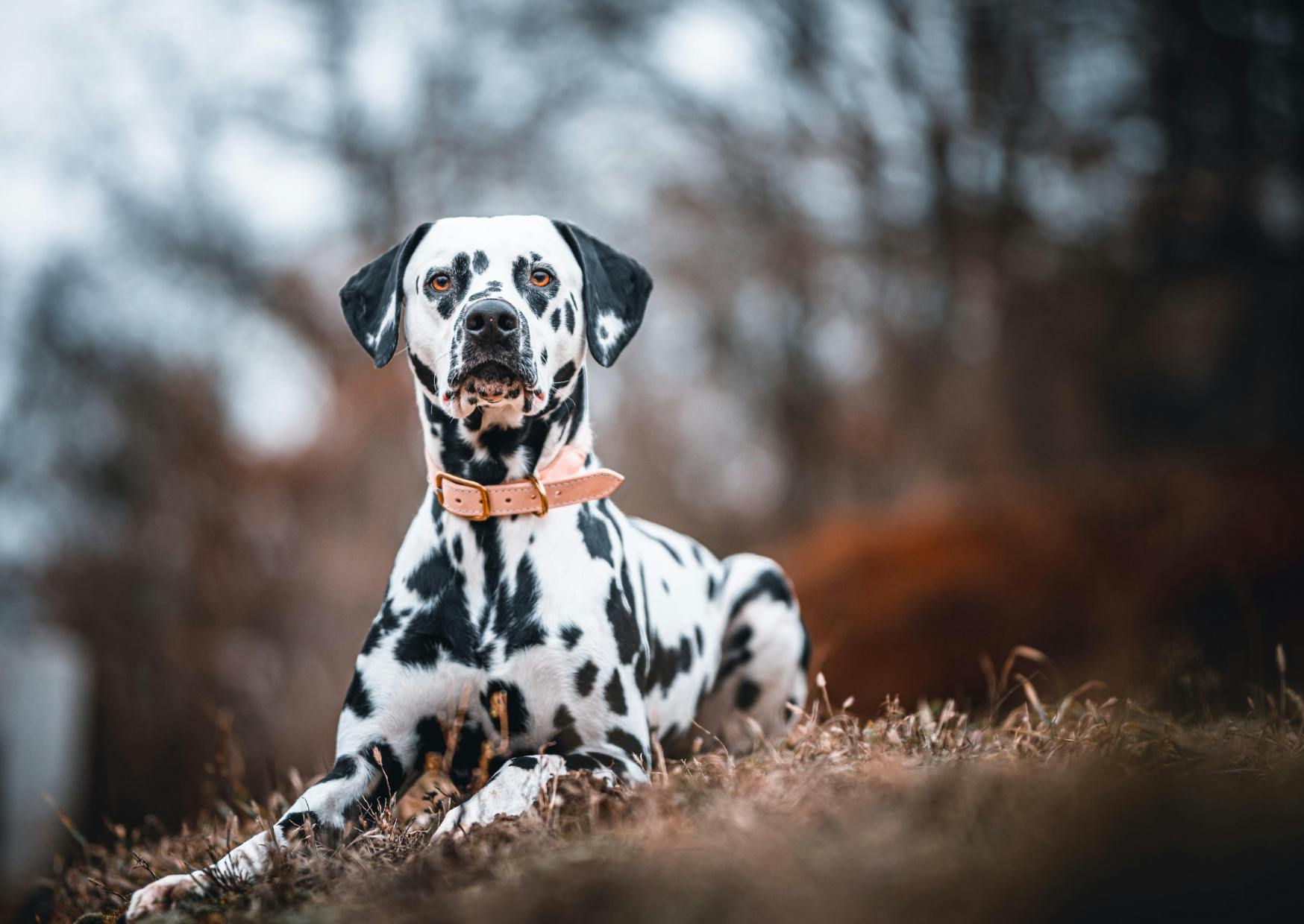 dalmatien curieux dans la nature