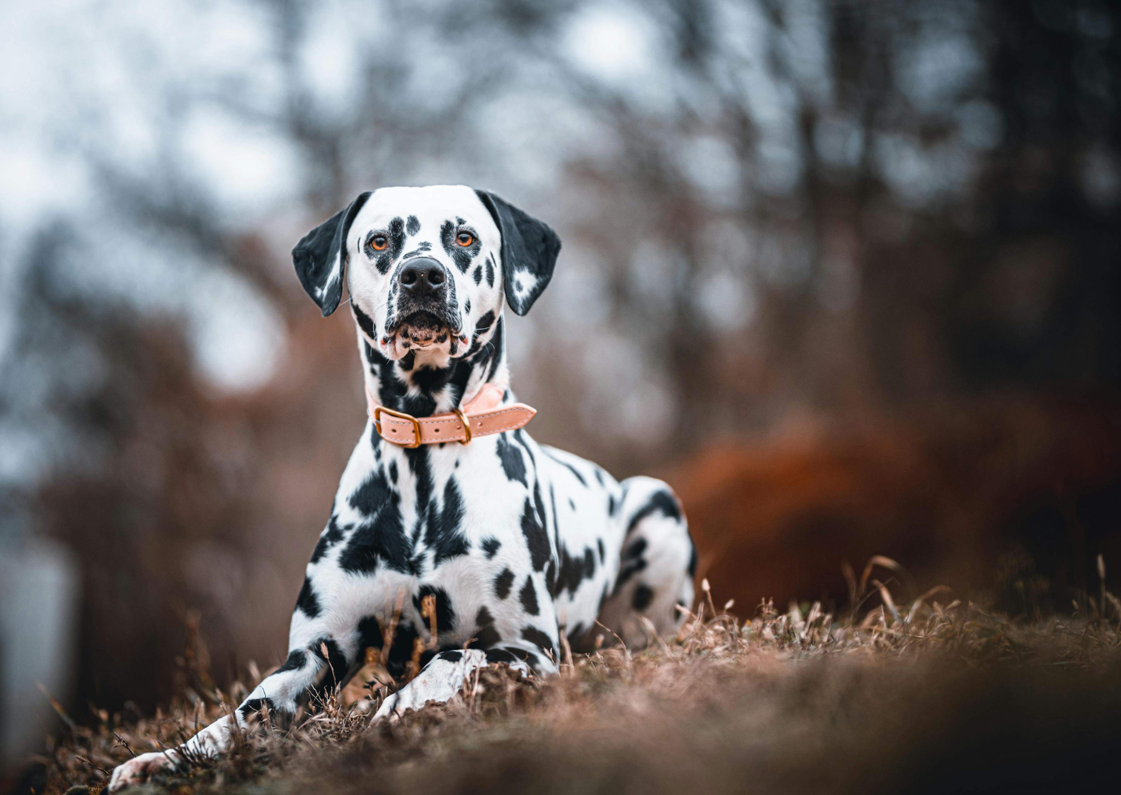 dalmatien curieux dans la nature 