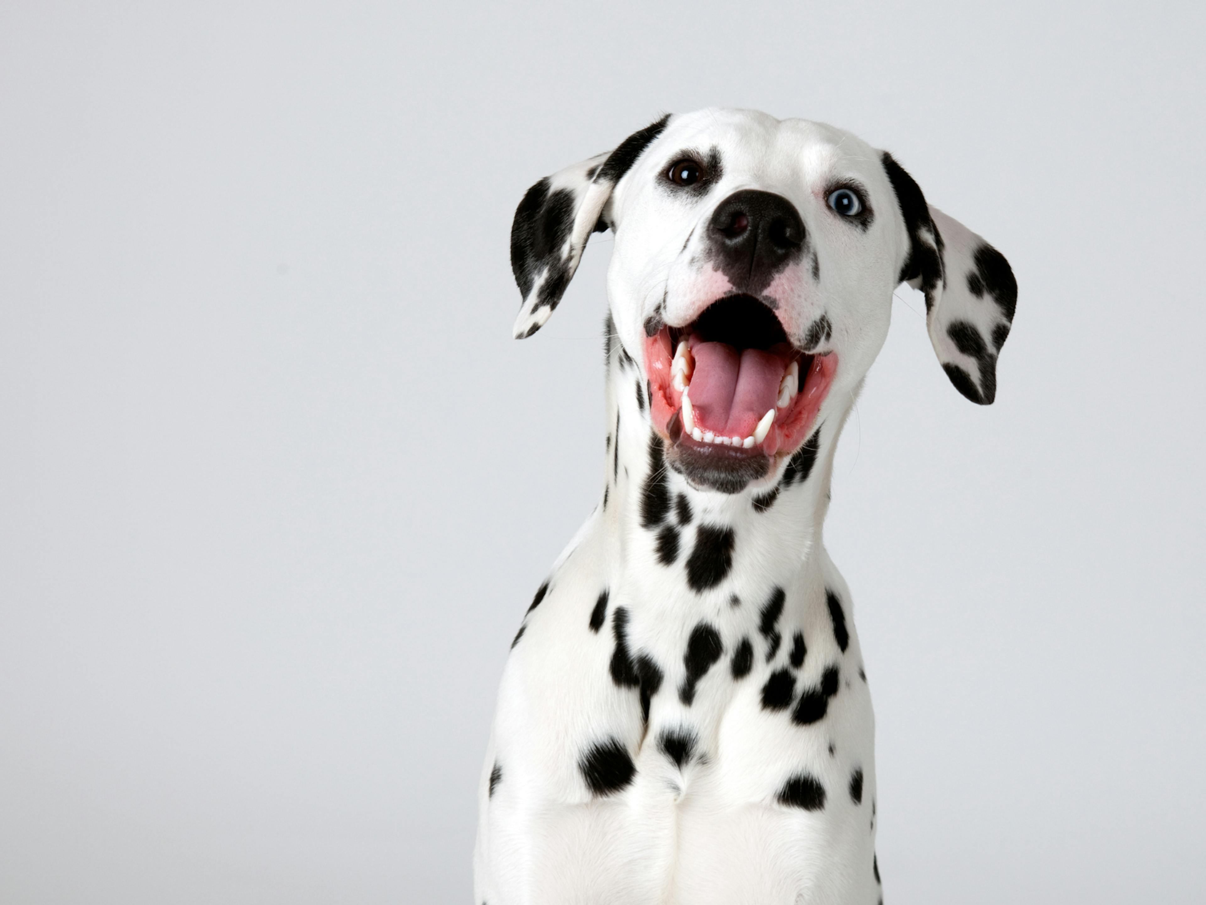 dalmatien heureux 